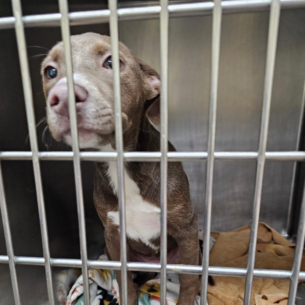 Enlarge Pandora, a Adoptable mixed breed in Palestine, TX image 2/4