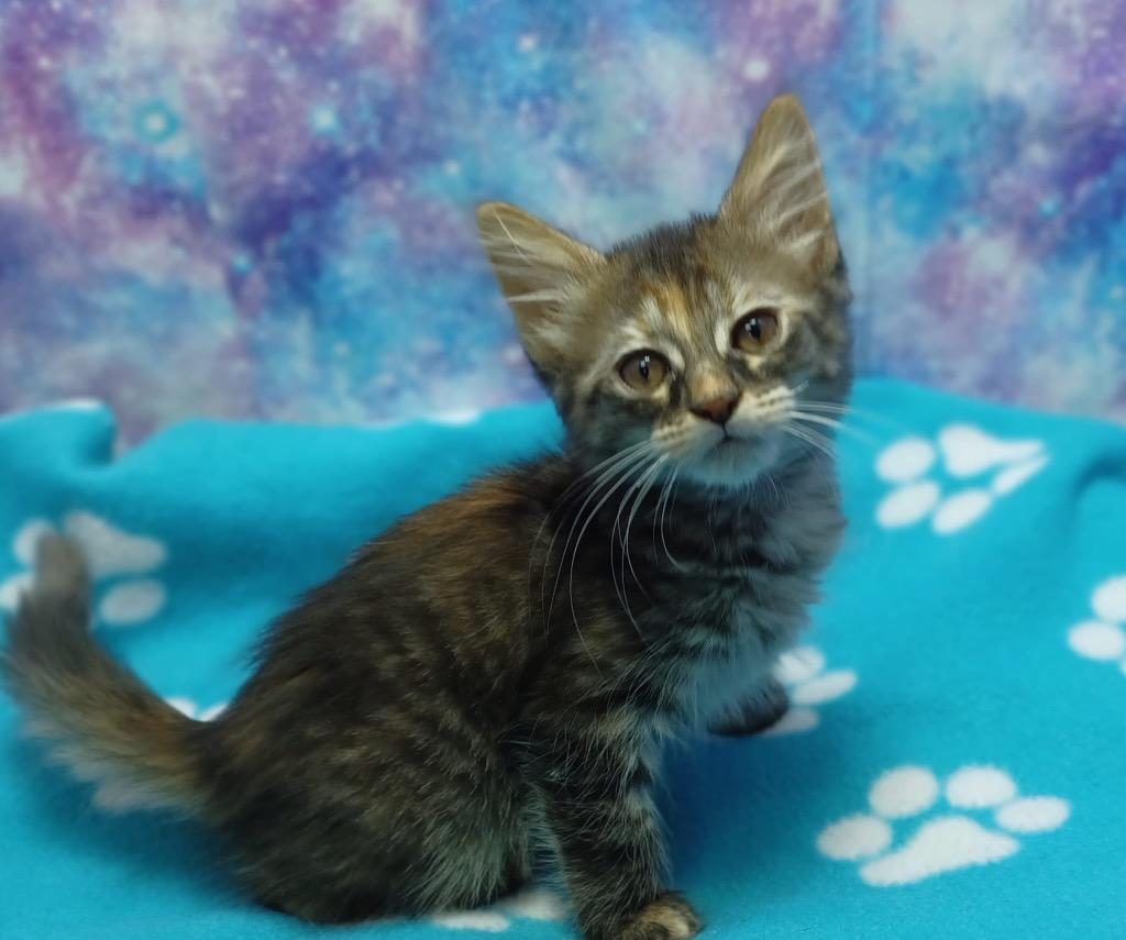Emily, a Adoptable mixed breed in Washington Court House, OH image 2/2