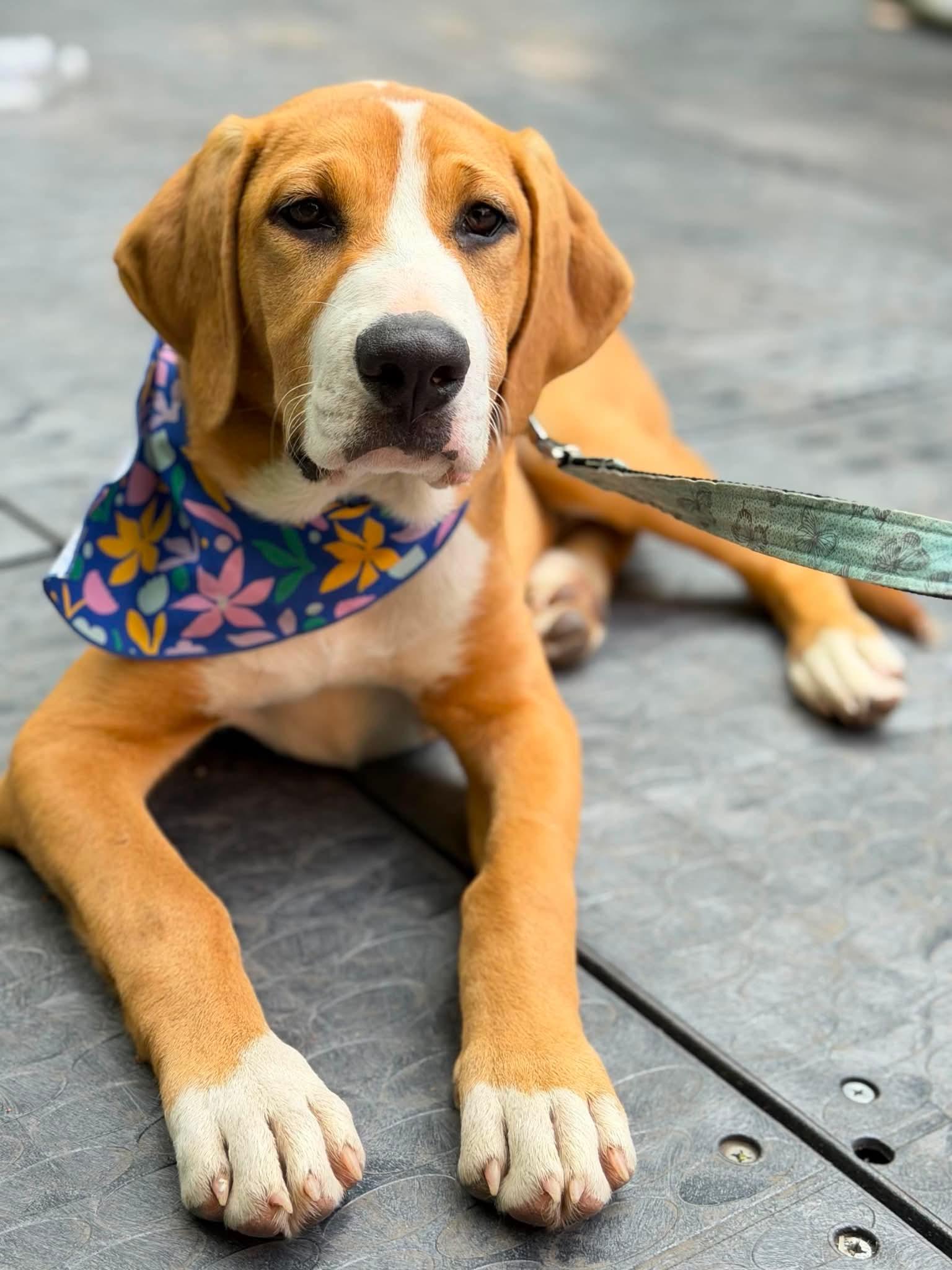 Enlarge Birdie, a Adoptable Mixed Breed in Argyle, NY image 6/6