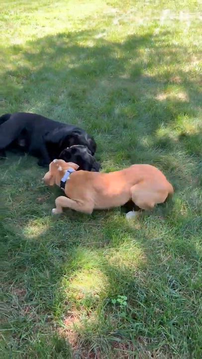 Enlarge Birdie, a Adoptable Mixed Breed in Argyle, NY video 6/6