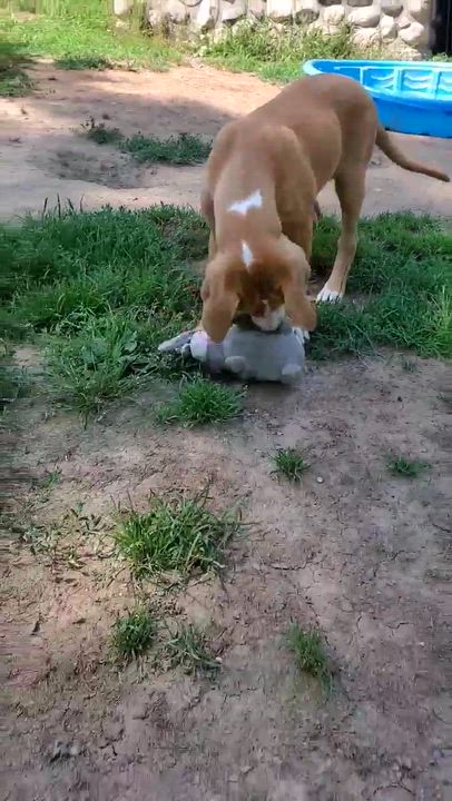 Enlarge Birdie, a Adoptable Mixed Breed in Argyle, NY video 3/6