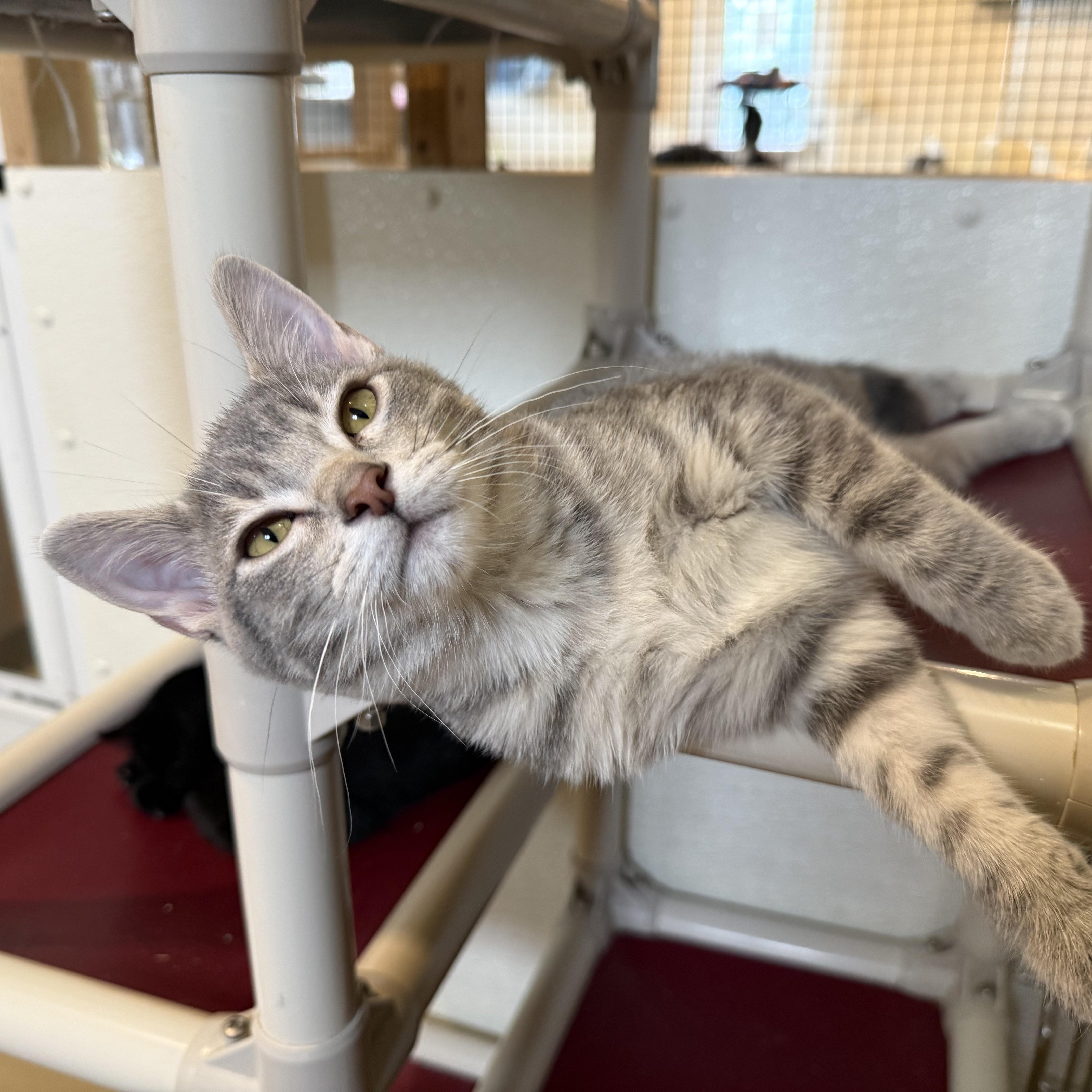 Enlarge MYA, a Adoptable Domestic Short Hair in La Crescent, MN image 4/5