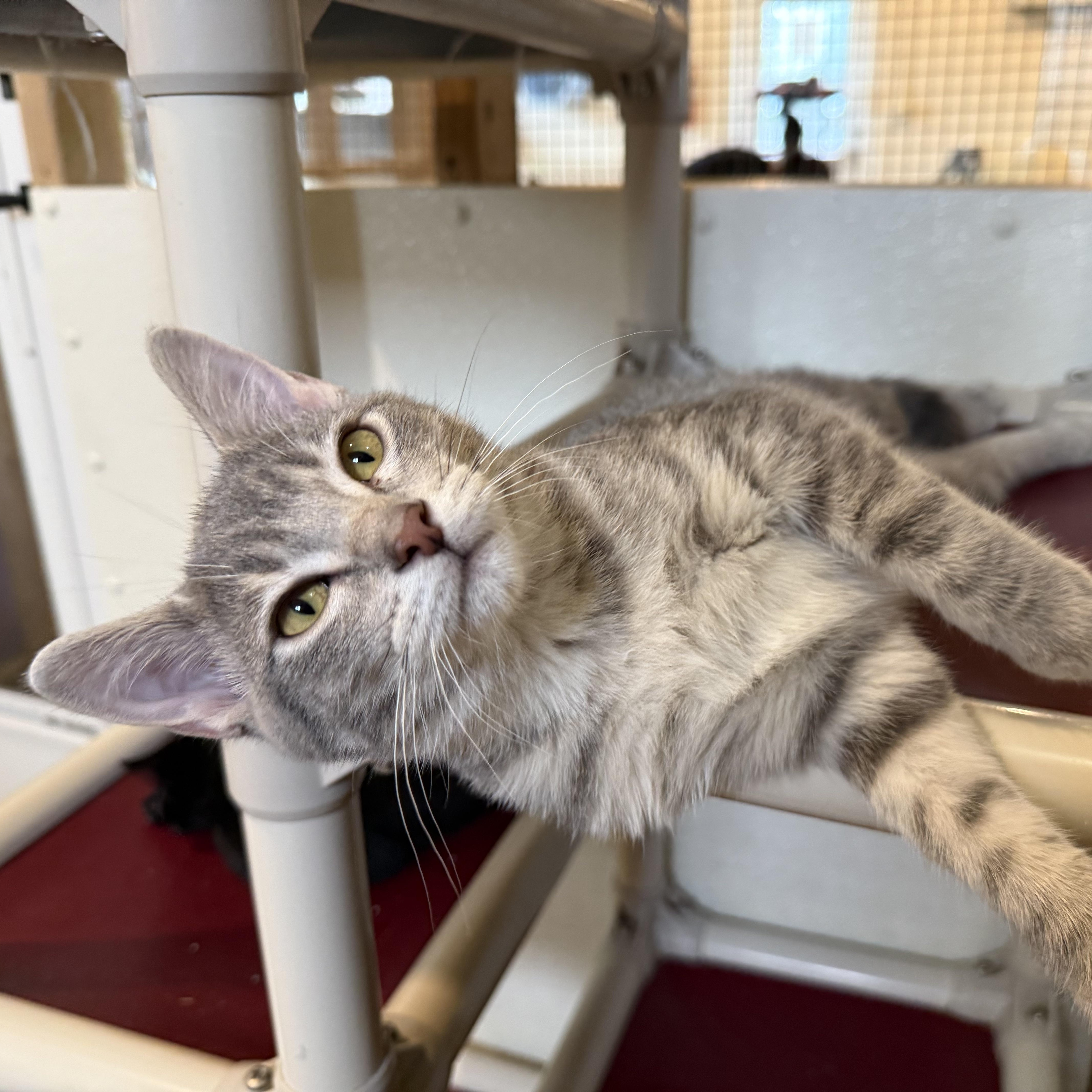 MYA, Adoptable, Kitten Female Domestic Short Hair.