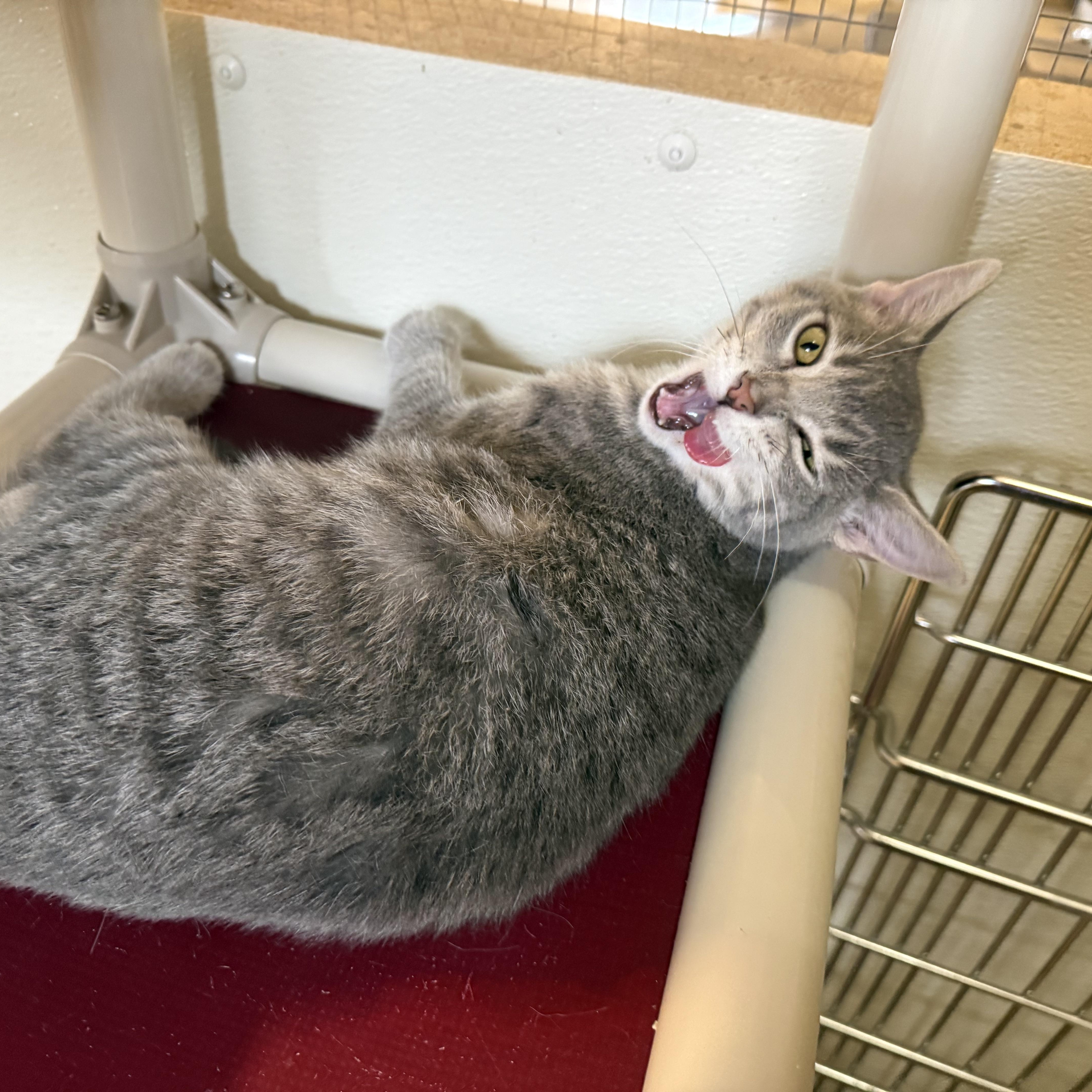 Enlarge MYA, a Adoptable Domestic Short Hair in La Crescent, MN image 2/5