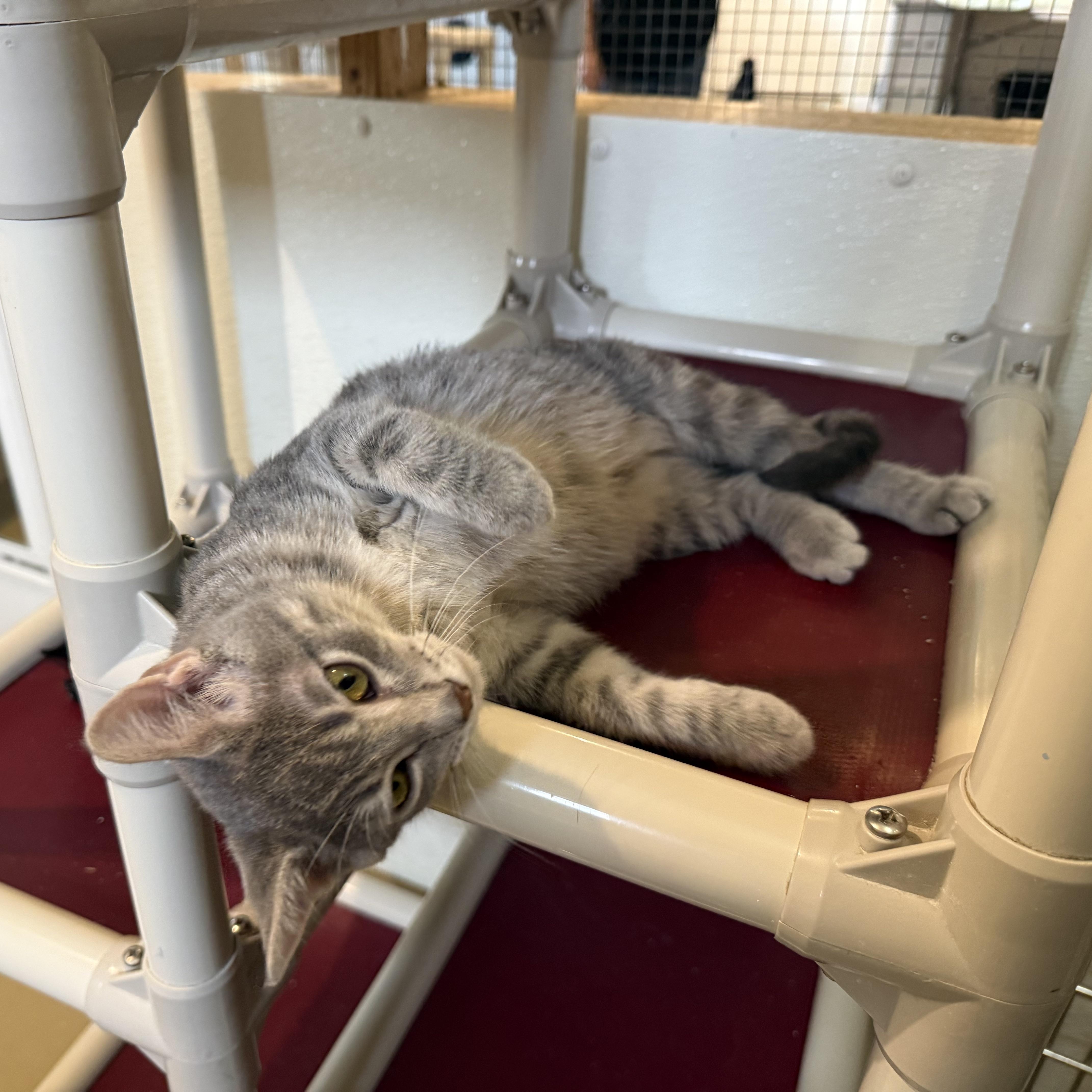 Enlarge MYA, a Adoptable Domestic Short Hair in La Crescent, MN image 5/5
