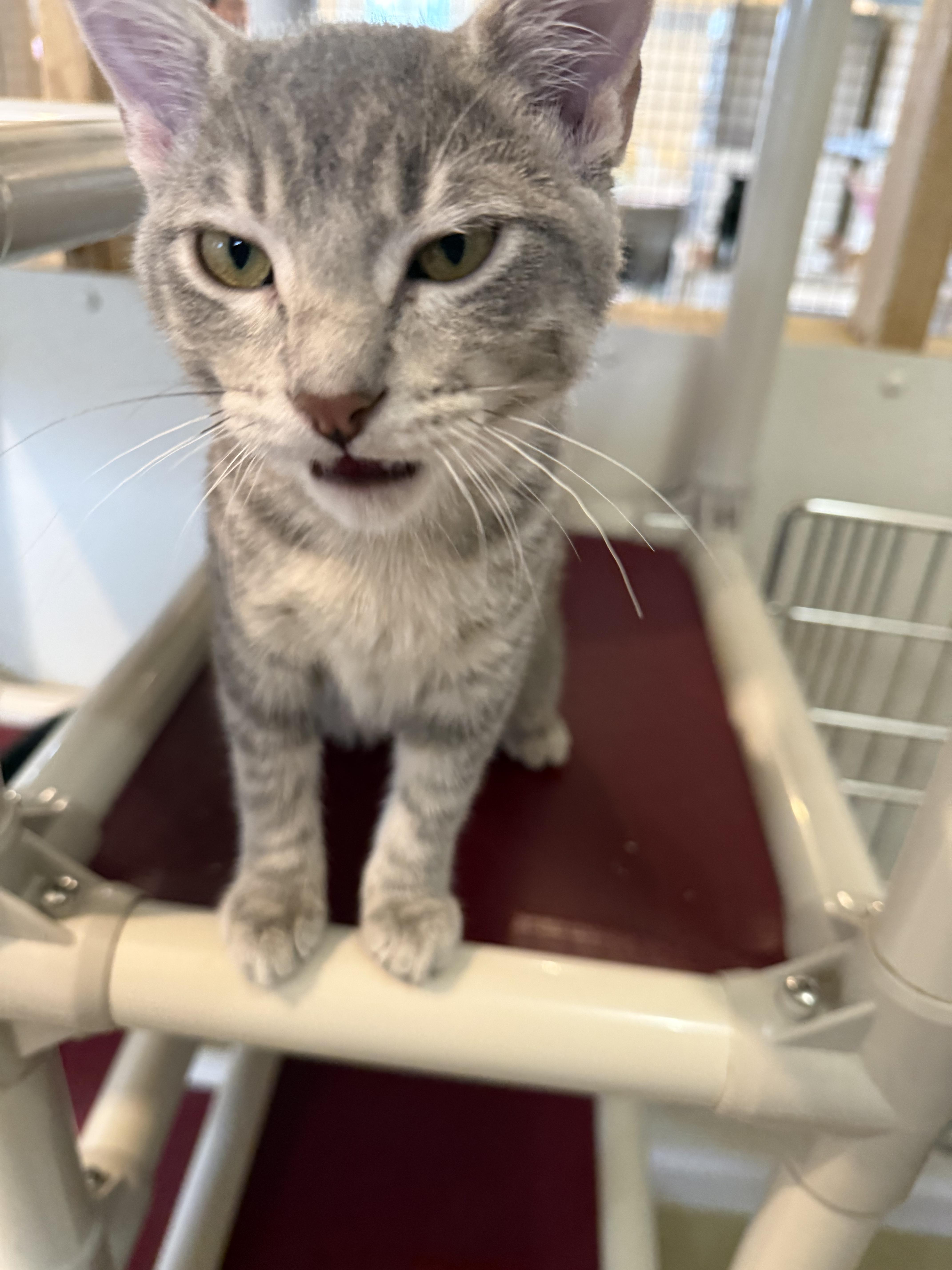 Enlarge MYA, a Adoptable Domestic Short Hair in La Crescent, MN image 3/5