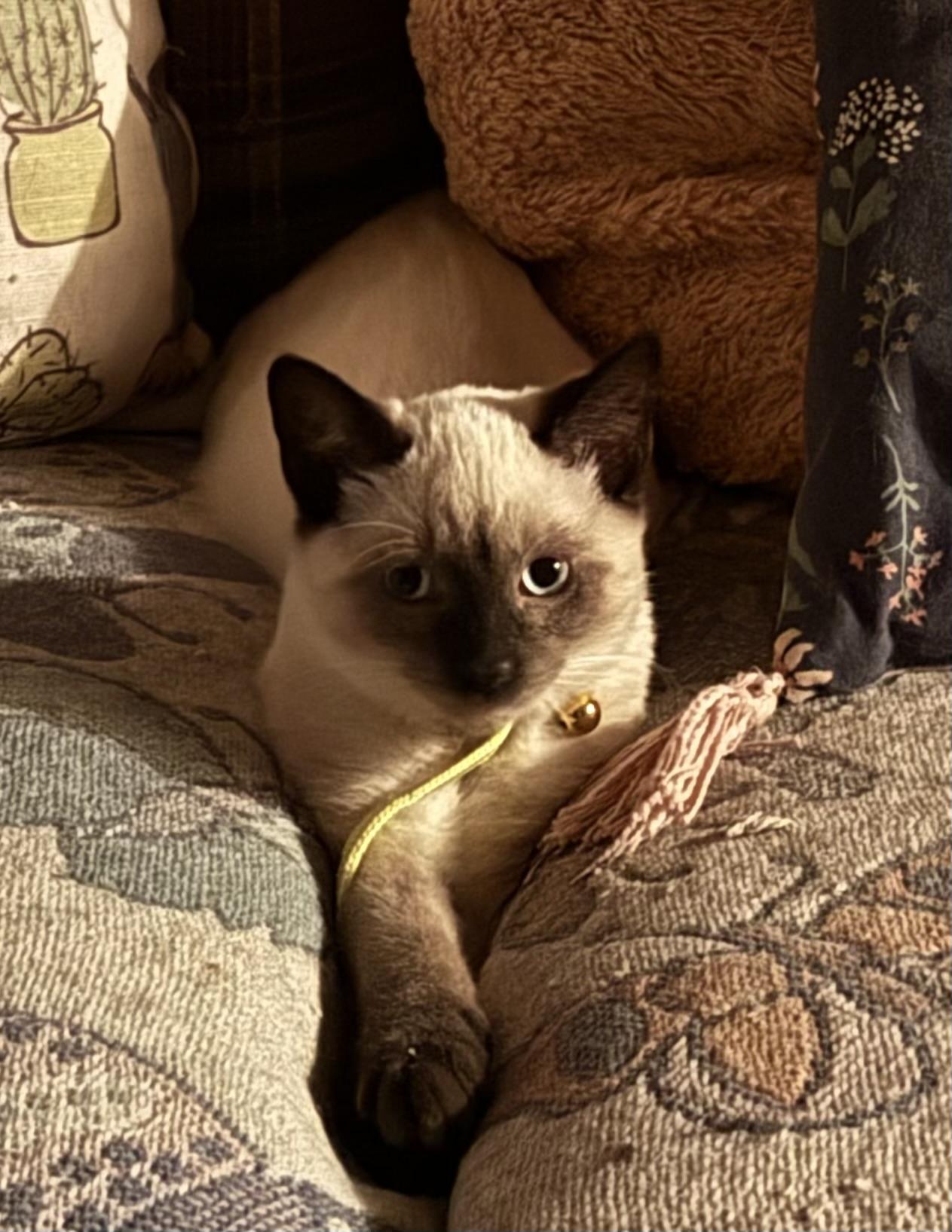 Parmesan, Adopted, Kitten Male Siamese.