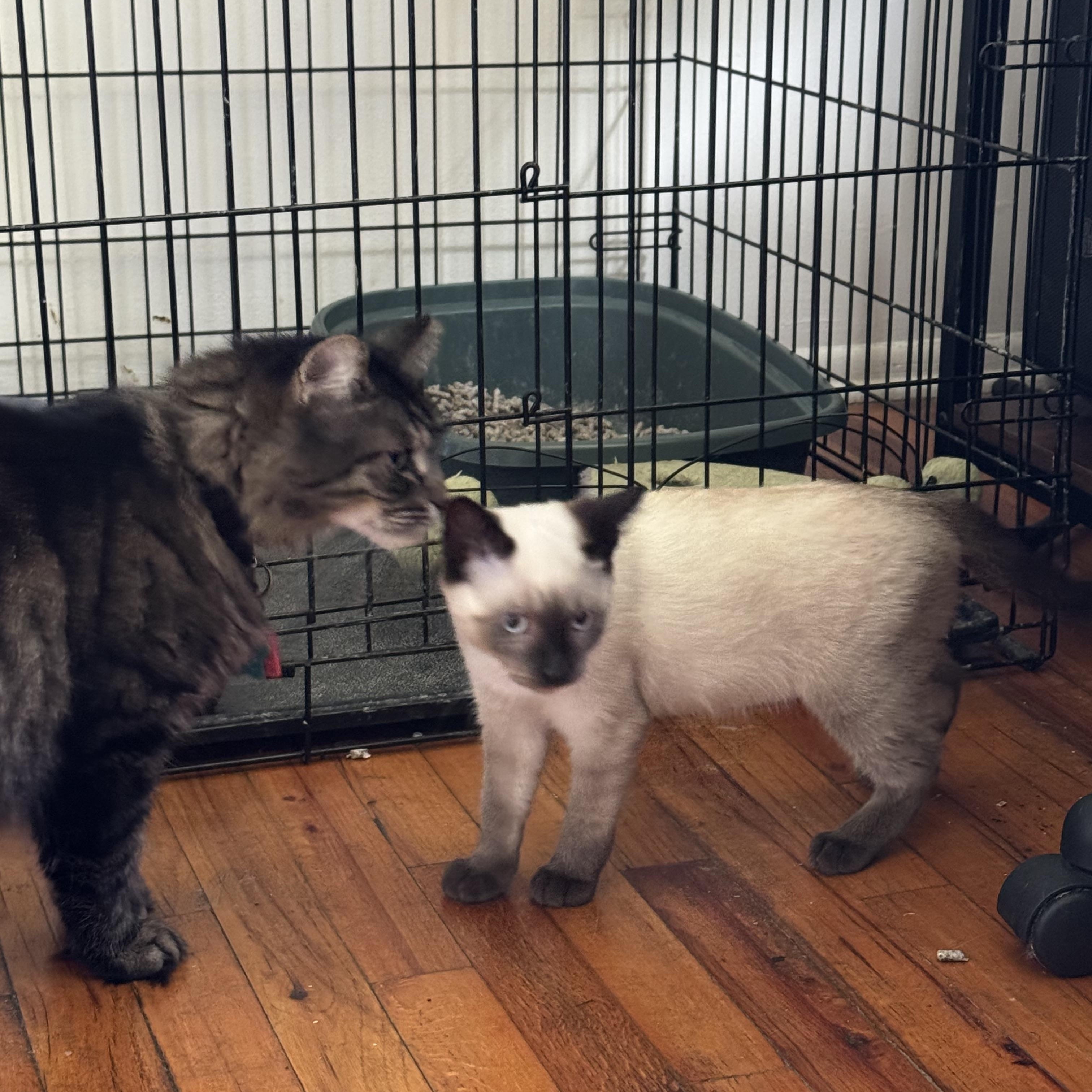 Enlarge Parmesan, a Adopted Siamese in Midland, MI image 2/2