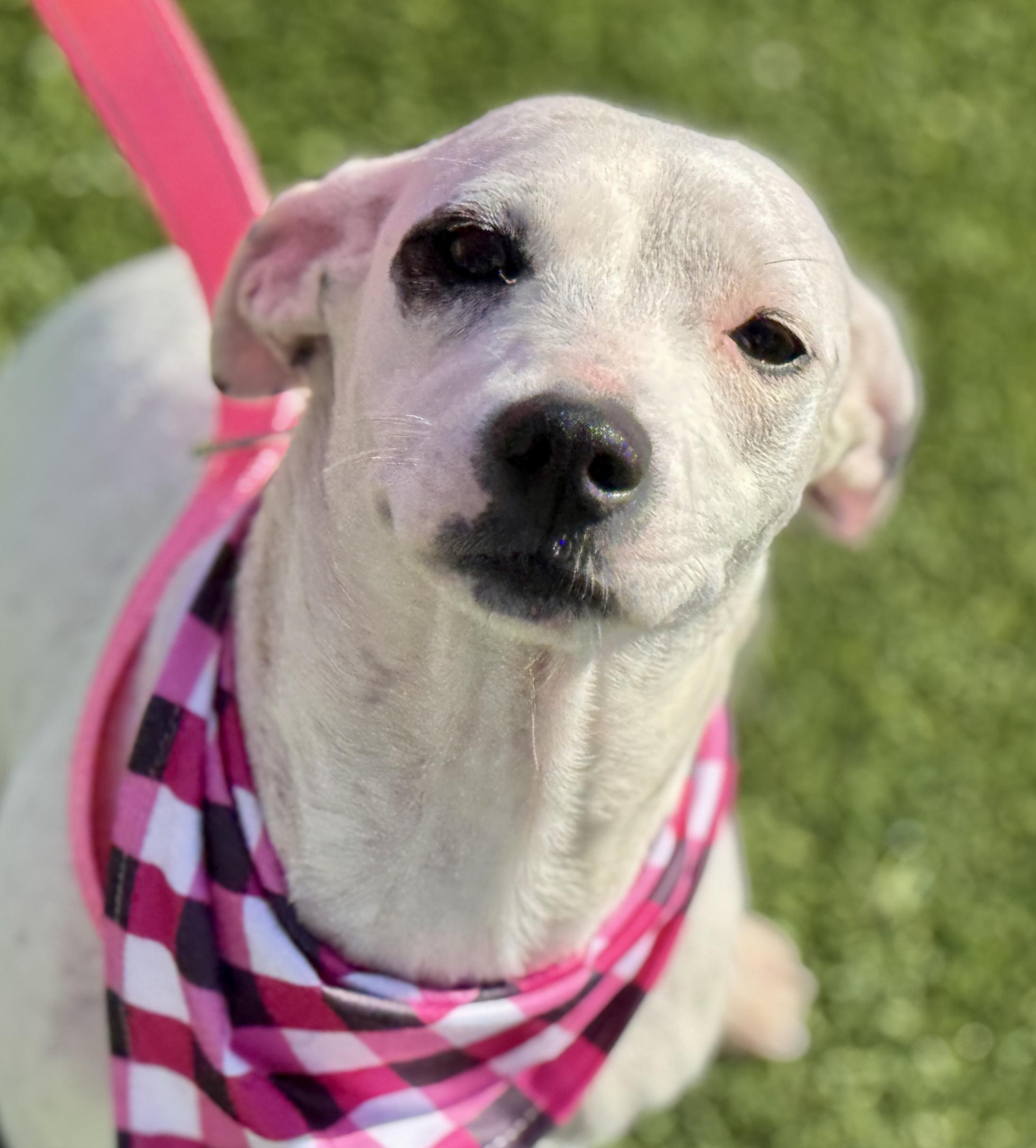 Enlarge Orchid - sweetest dog! , a ADOPTABLE Dalmatian in San Antonio, TX image 2/5