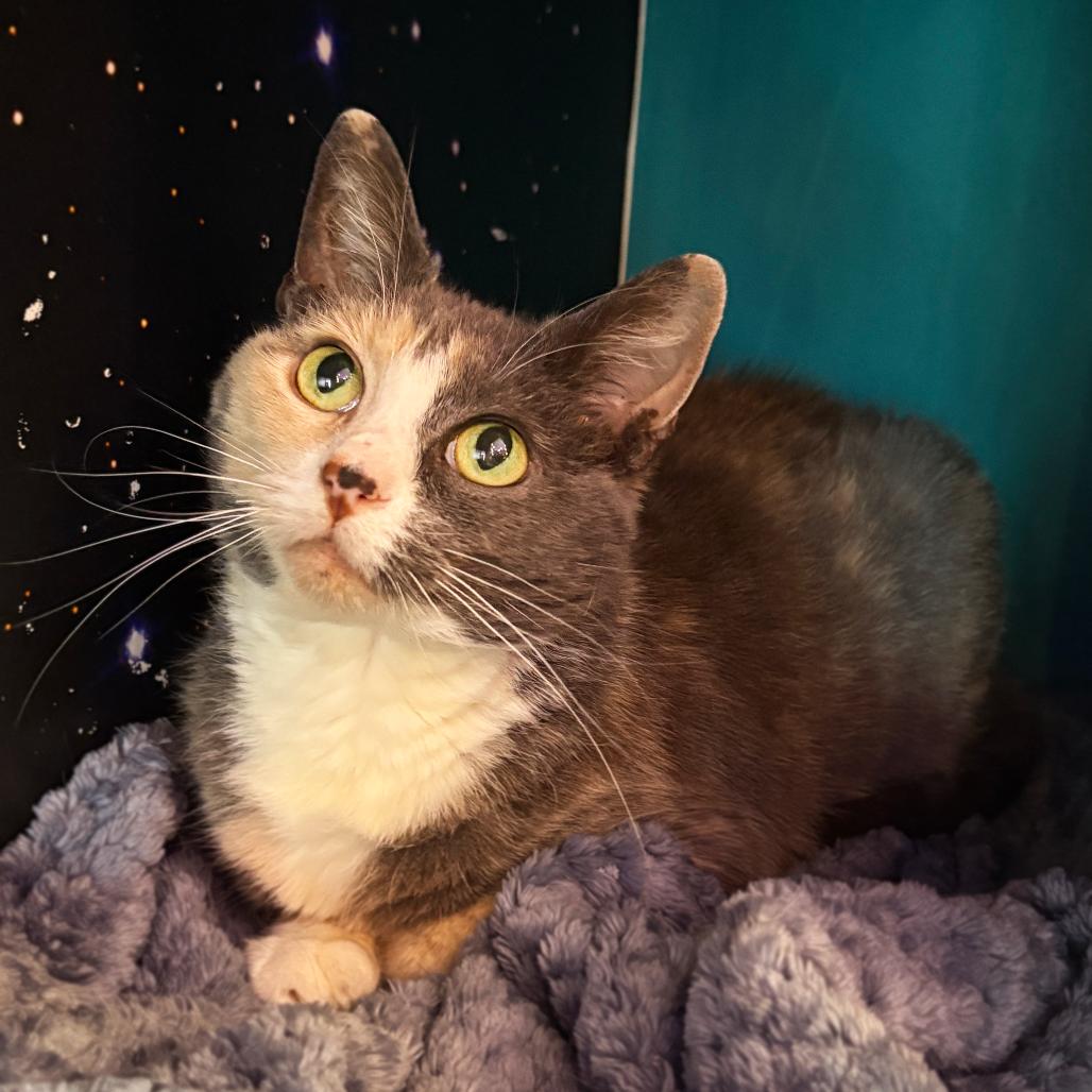 Enlarge Minnie, an adopted Domestic Short Hair in Asheville, NC image 1/1