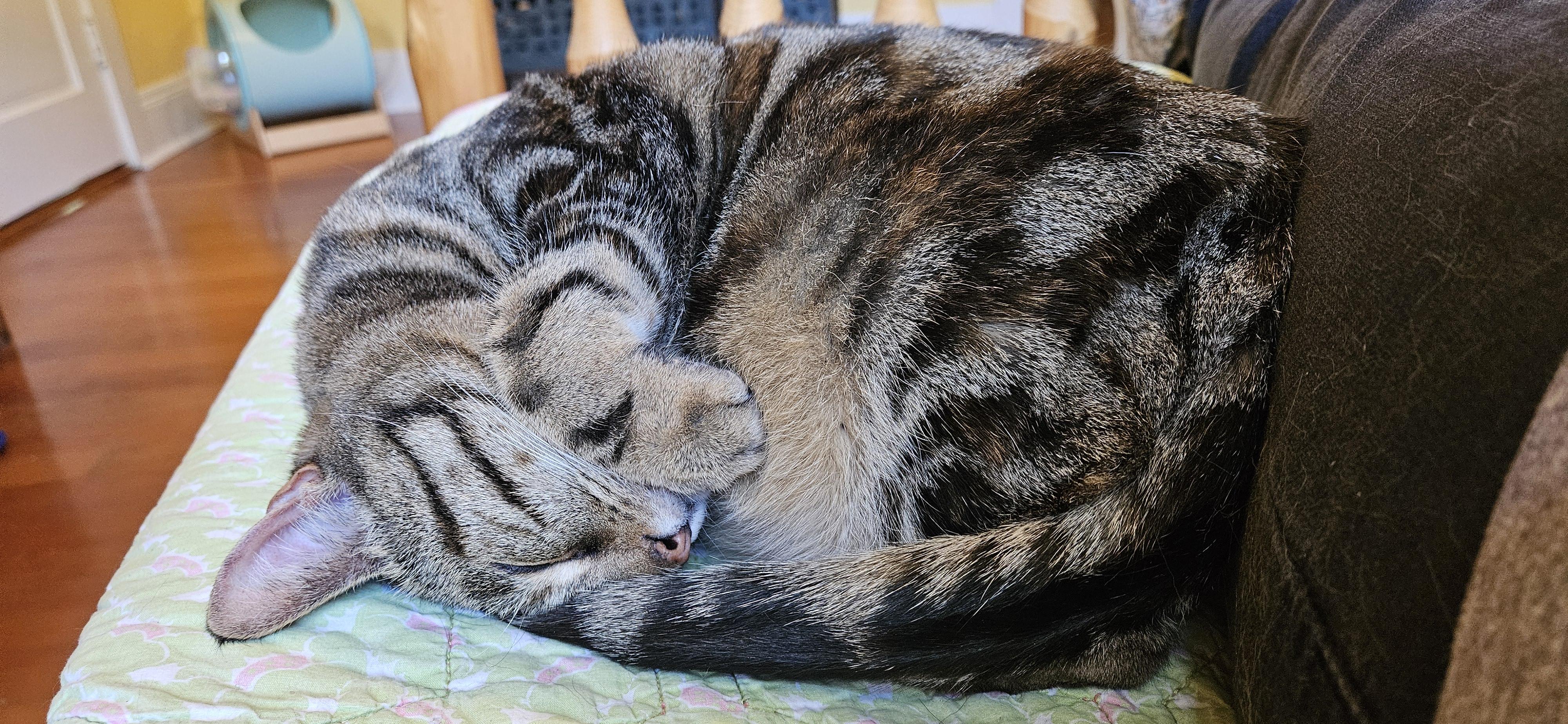 Mildred, a Adoptable Torbie in Portland, OR image 3/6