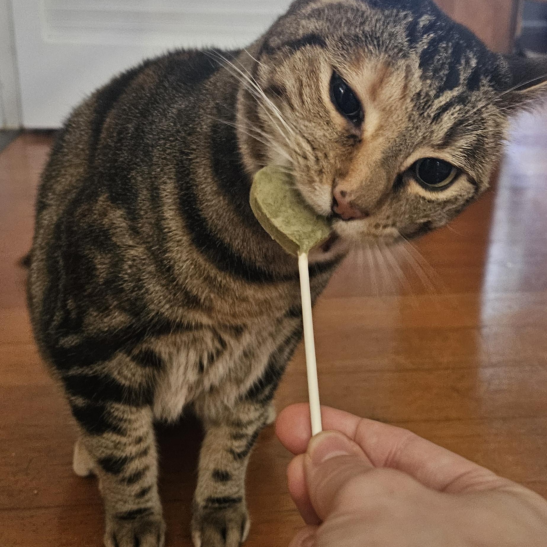 Mildred, Adoptable, Adult Female Torbie.