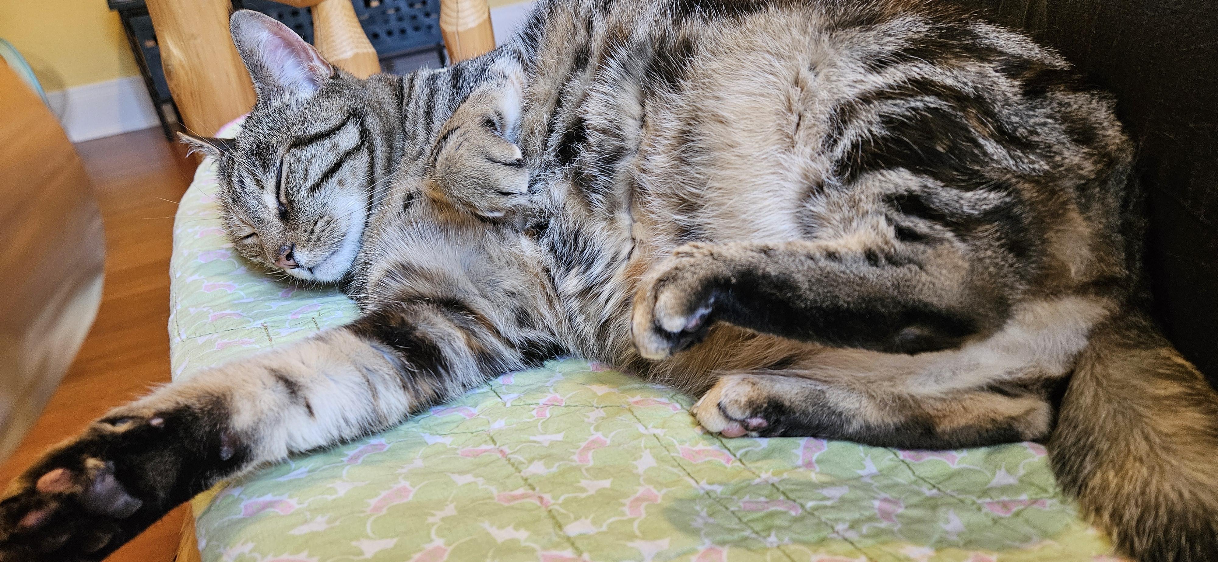 Mildred, a Adoptable Torbie in Portland, OR image 6/6