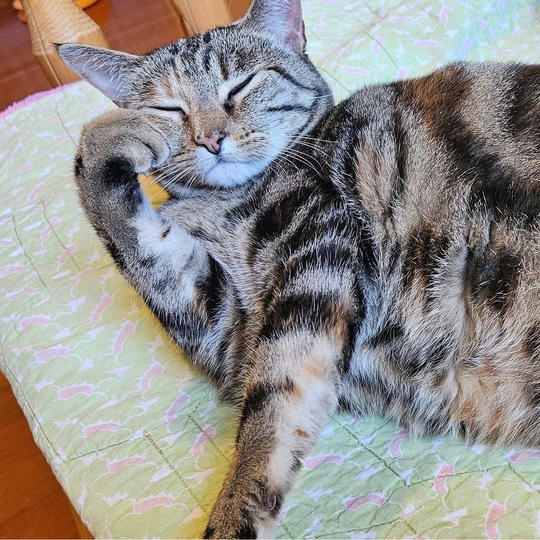Mildred, Adoptable, Adult Female Torbie.