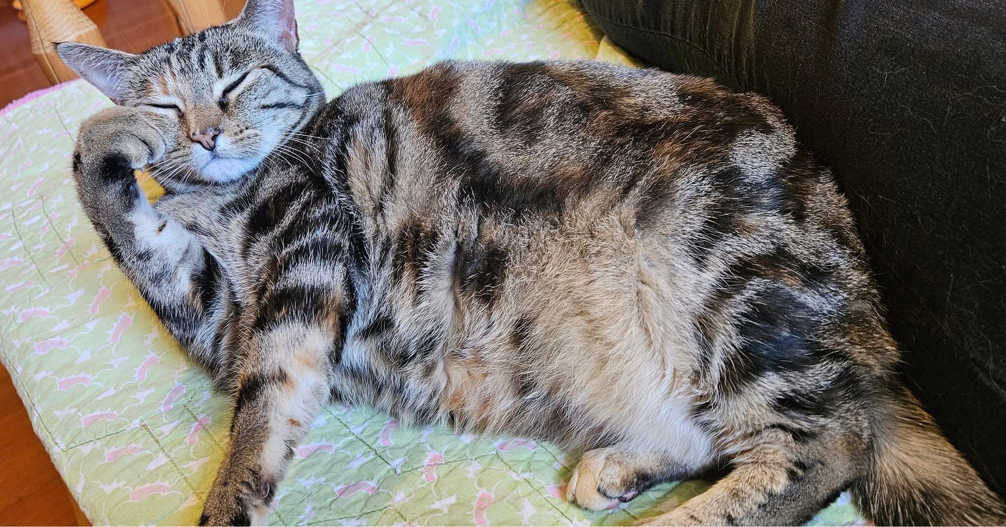 Mildred, a Adoptable Torbie in Portland, OR image 2/6