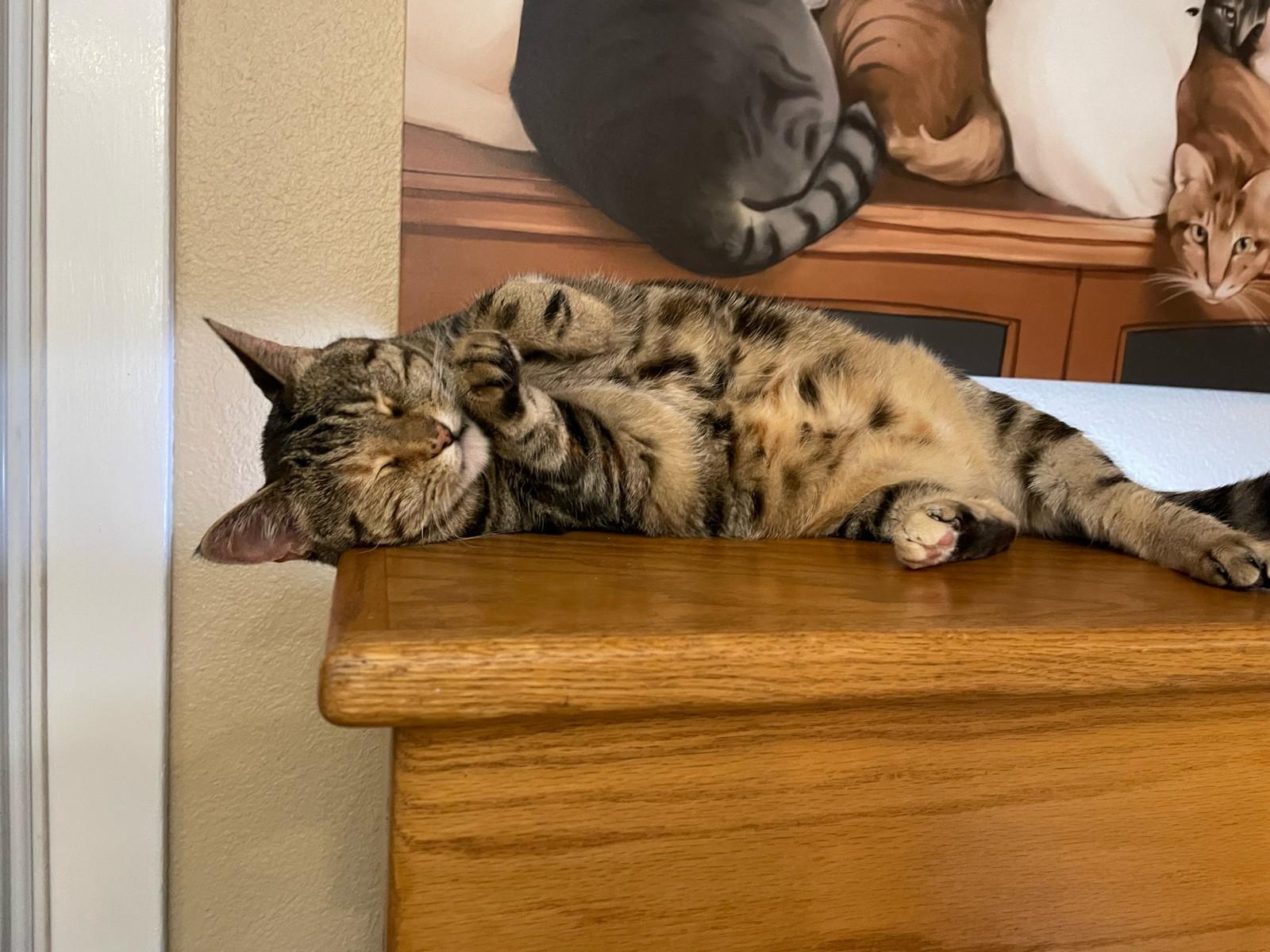 Mildred, a Adoptable Torbie in Portland, OR image 5/6