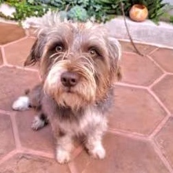 PIPO 1 yr 21 pounds, a ADOPTABLE mixed breed in san diego, CA image 1/2