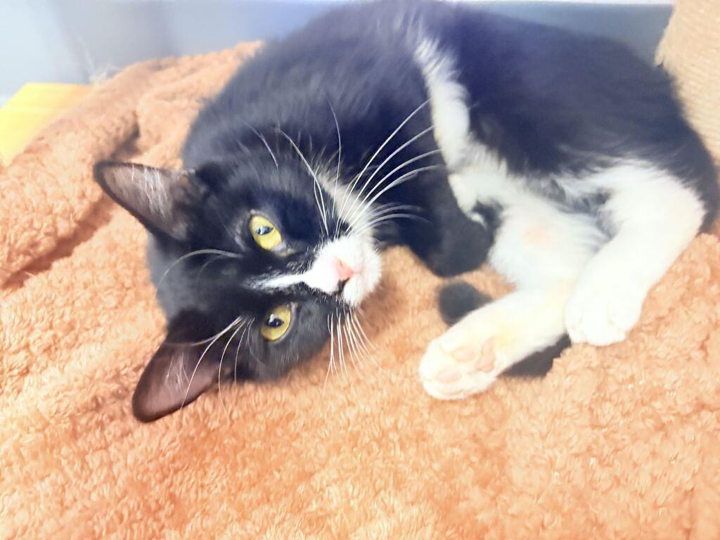 Enlarge CLEA, a Adoptable mixed breed in Athens, AL image 4/5