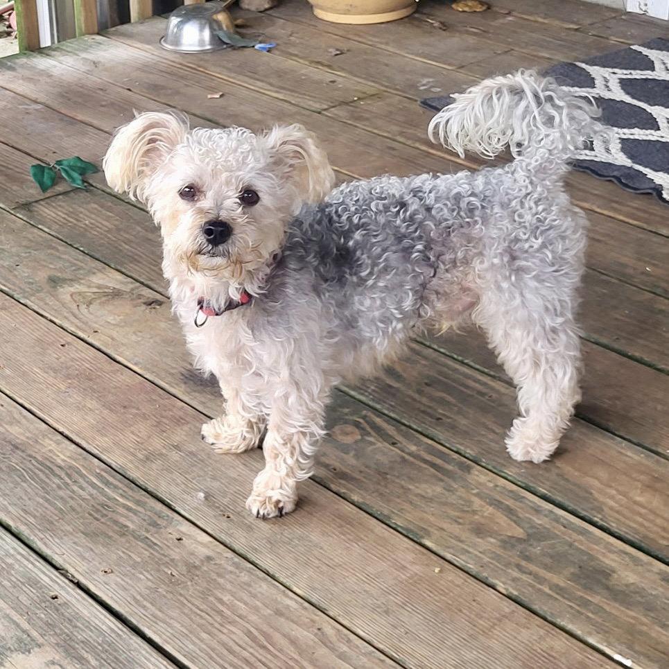 Enlarge Paxton, a Adoptable mixed breed in Alexandria, KY image 2/2