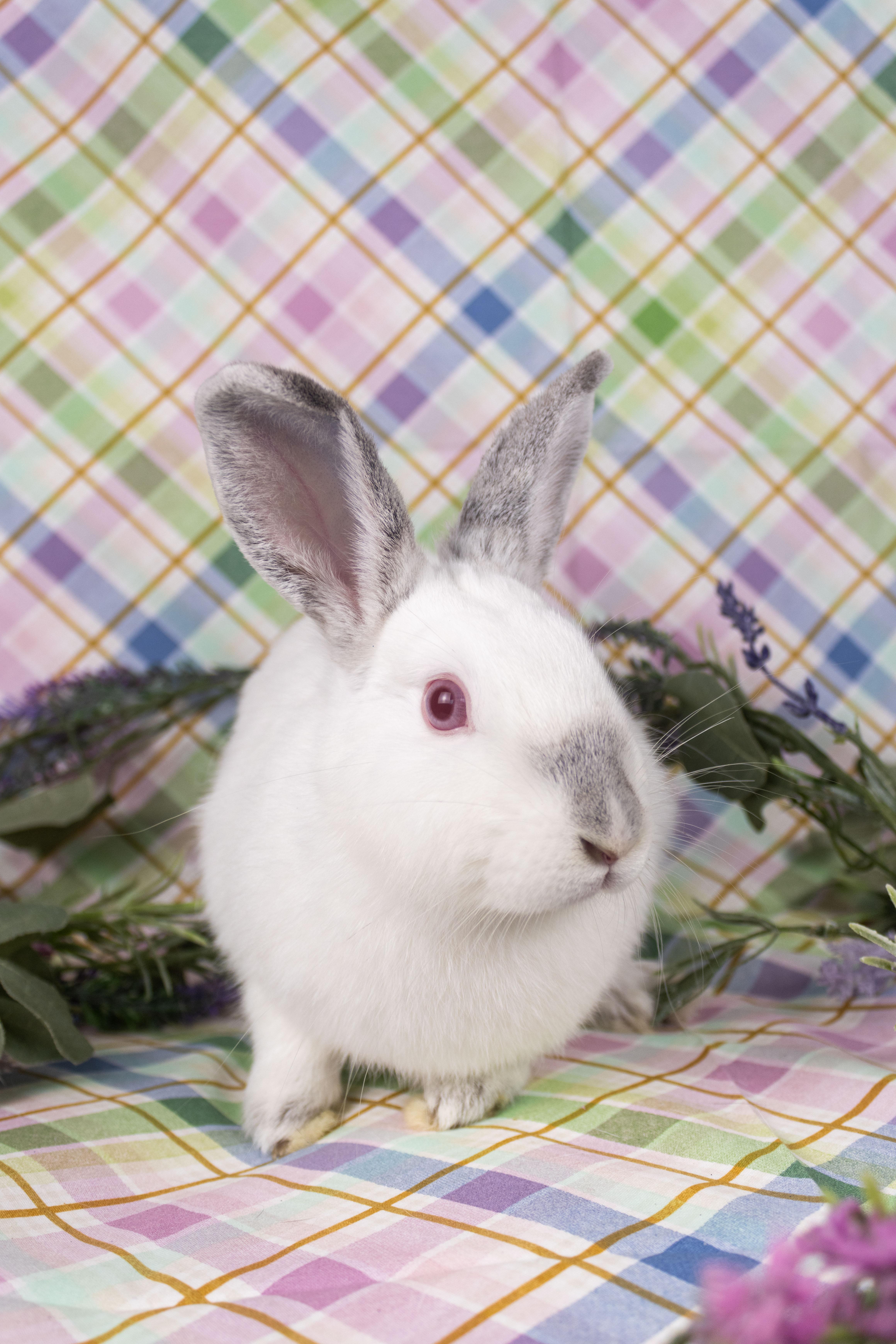 Prosecco, Adopted, Baby Female Californian.