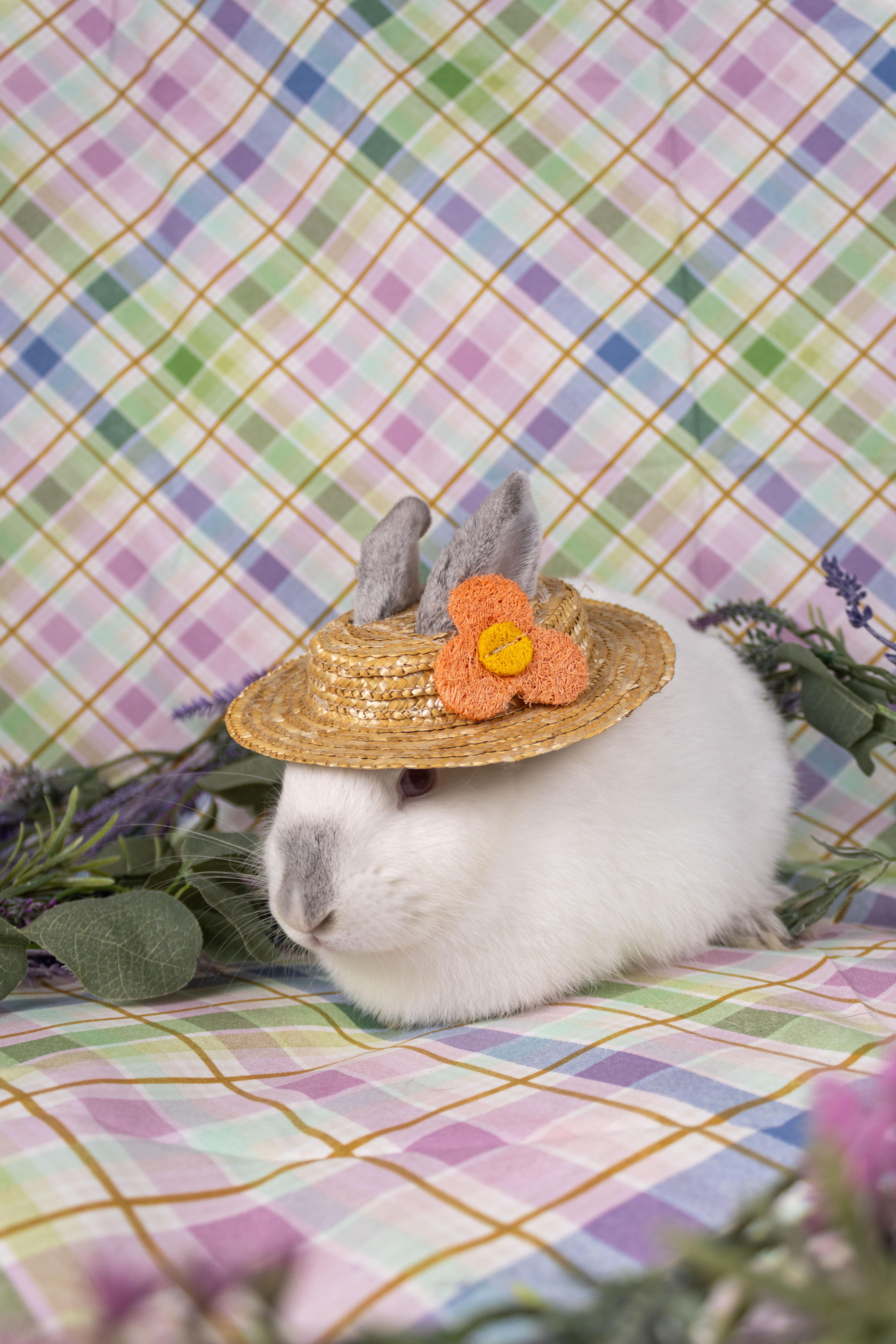 Prosecco, Adopted, Baby Female Californian.