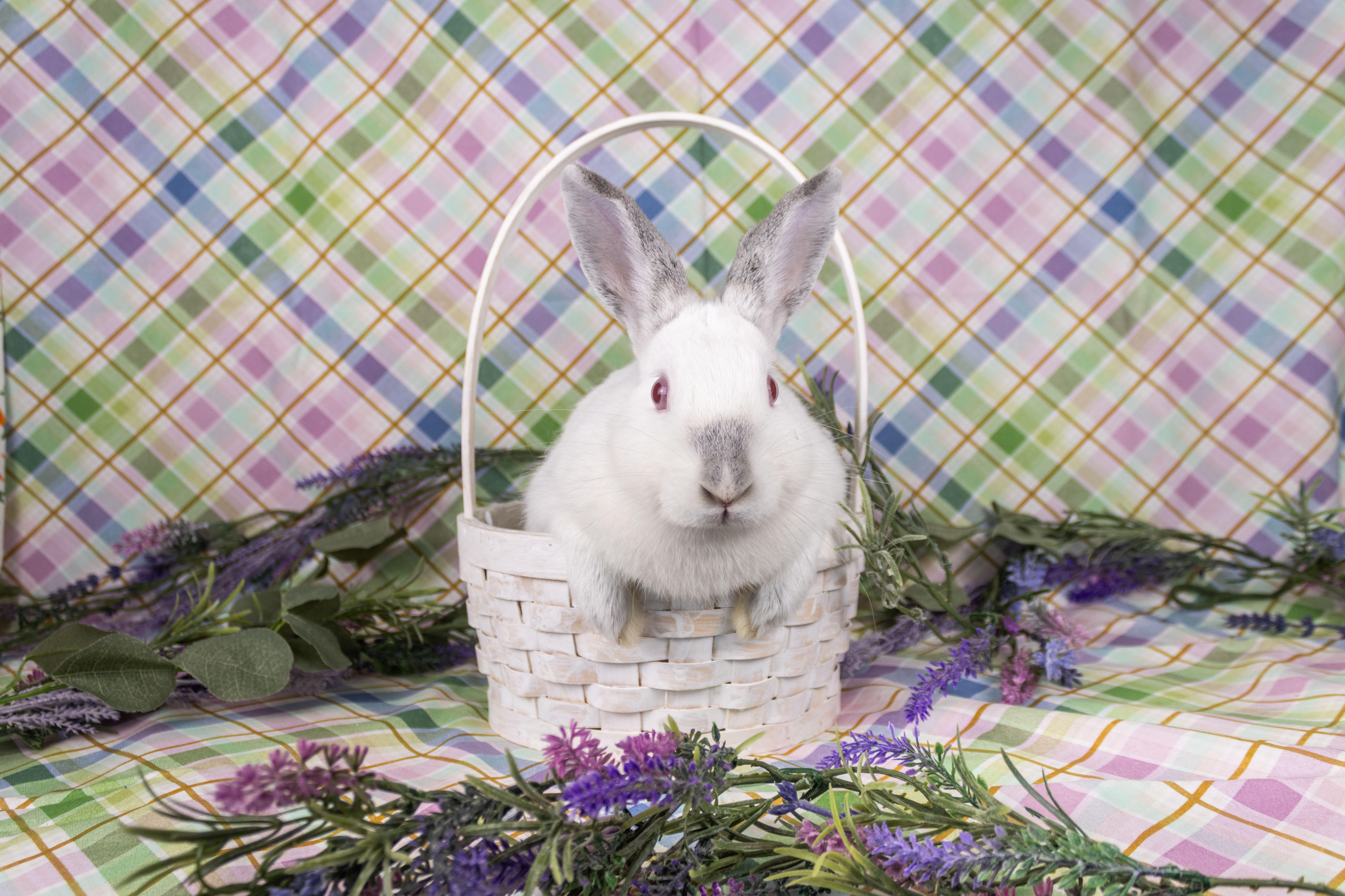 Enlarge Prosecco, a Adopted Californian in Ellington, CT image 3/5