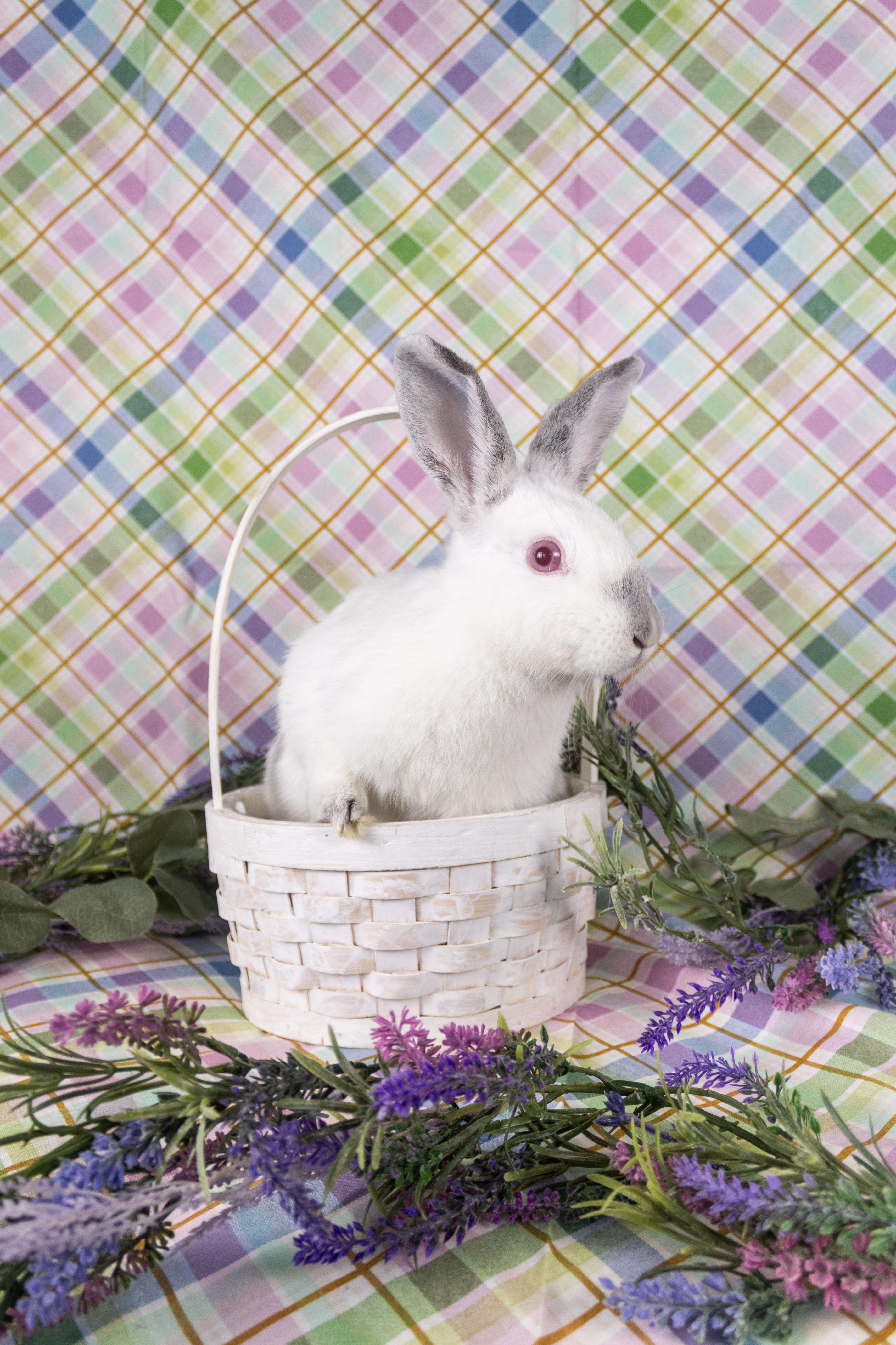 Enlarge Prosecco, a Adopted Californian in Ellington, CT image 4/5