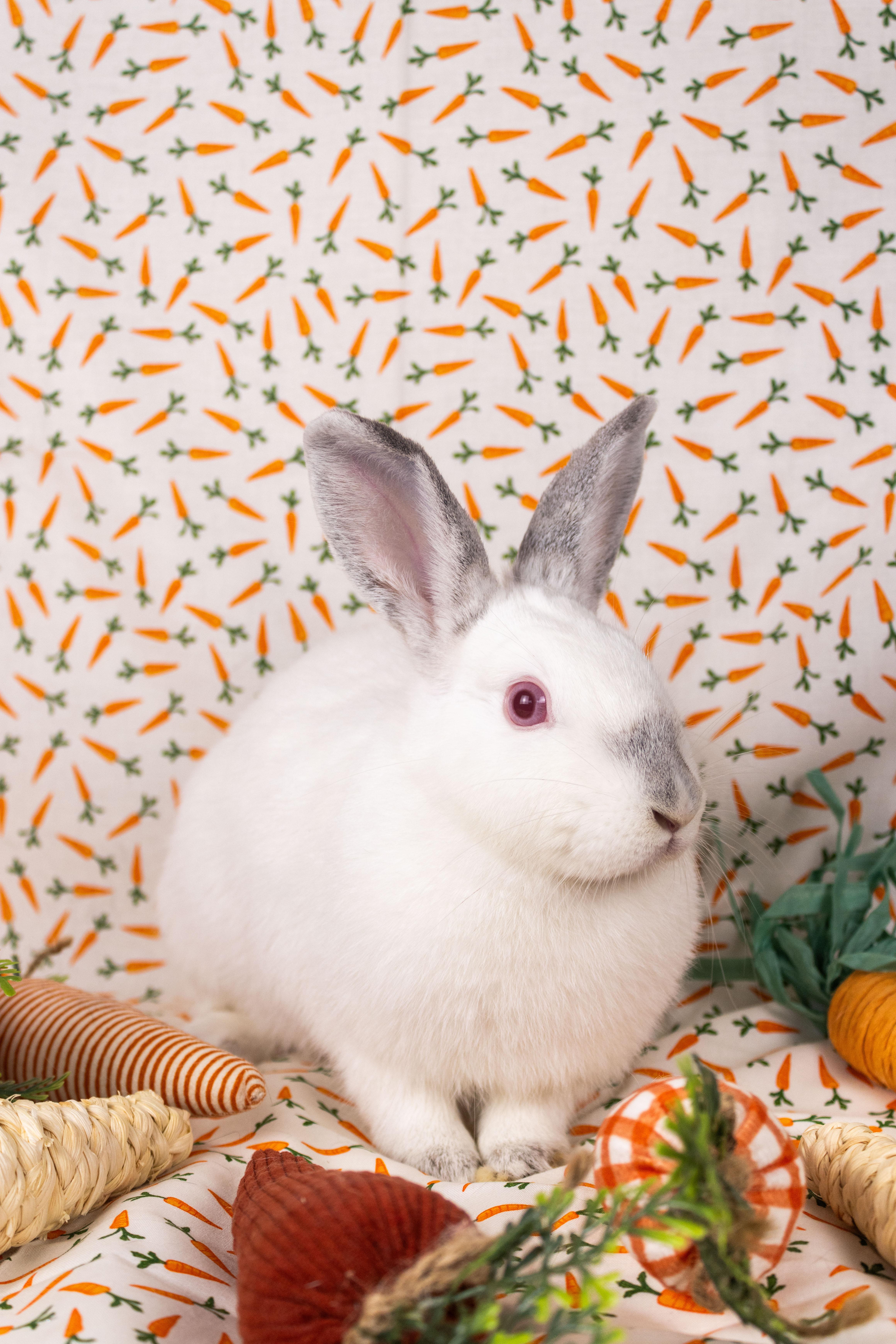 Enlarge Prosecco, a Adopted Californian in Ellington, CT image 5/5