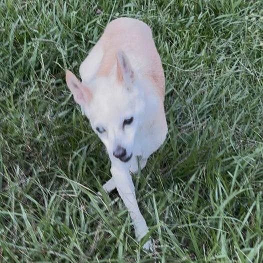 Poomer, Adoptable, Senior Female Chihuahua.