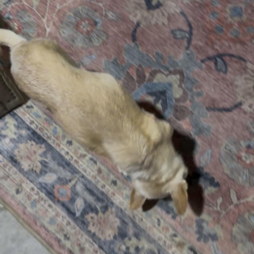 Poomer, a Adoptable Chihuahua in Little Rock, AR image 2/6