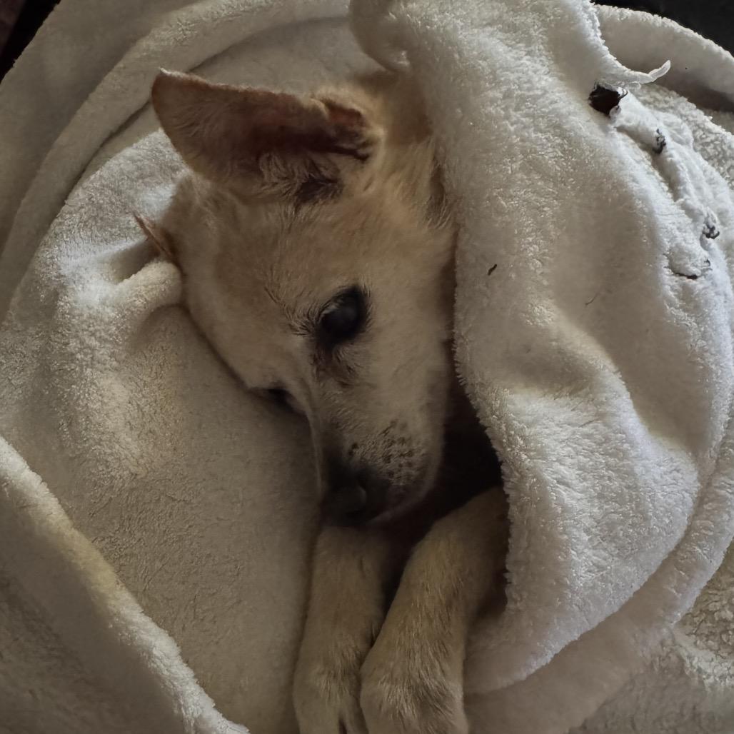 Poomer, a Adoptable Chihuahua in Little Rock, AR image 3/6