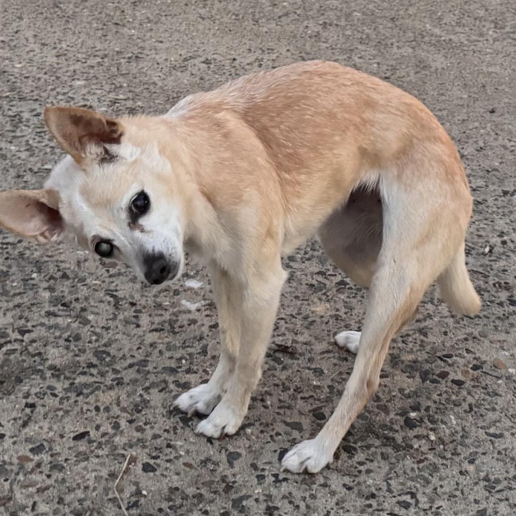 Poomer, a Adoptable Chihuahua in Little Rock, AR image 4/6