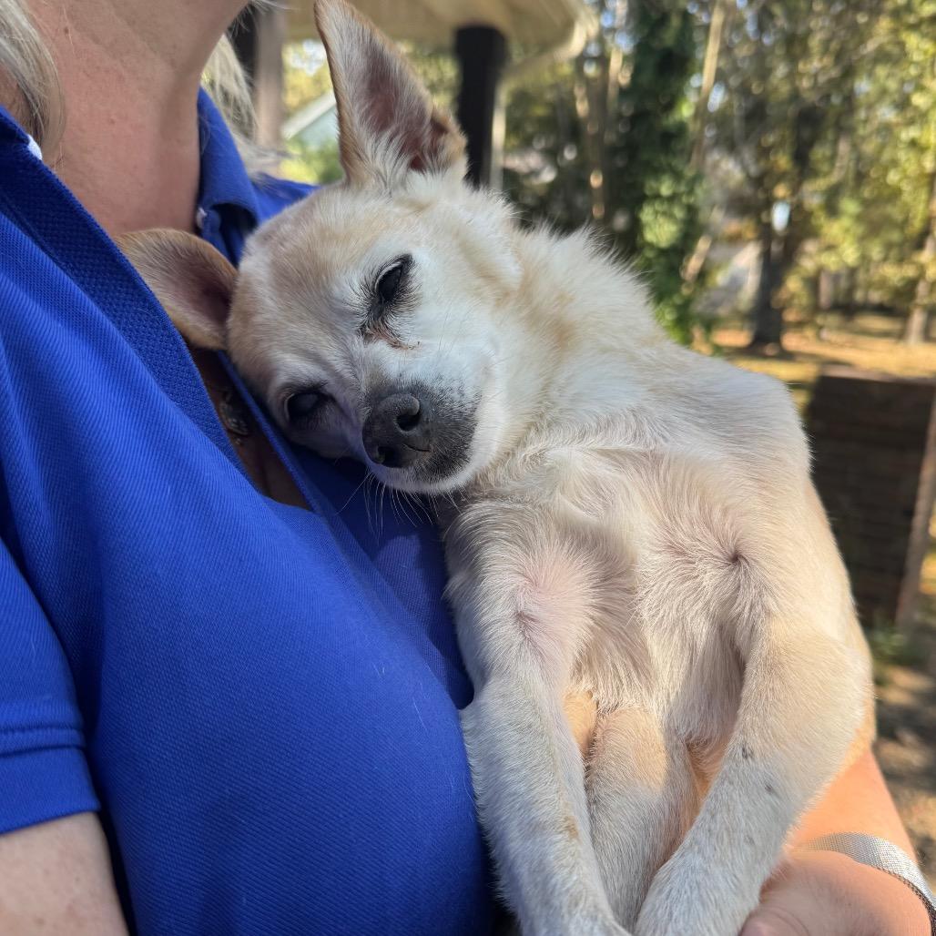 Poomer, a Adoptable Chihuahua in Little Rock, AR image 5/6