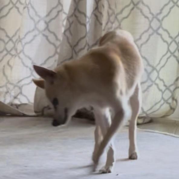 Poomer, a Adoptable Chihuahua in Little Rock, AR image 6/6