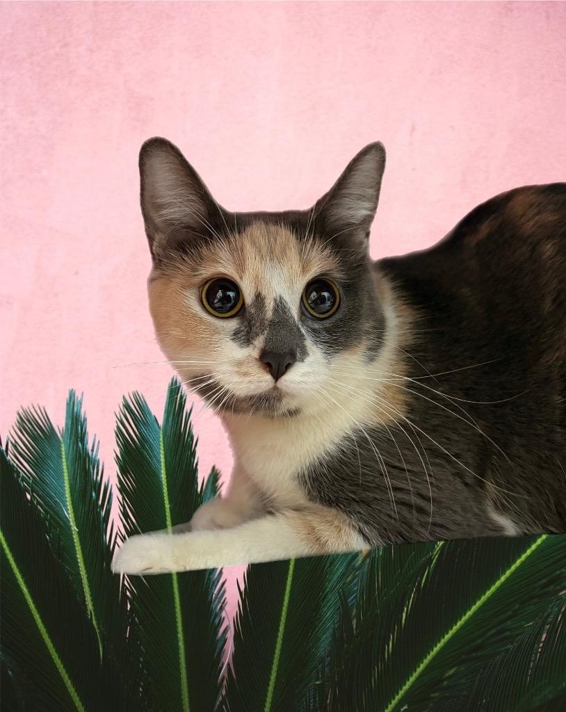 Carole King, Adoptable, Adult Female Domestic Short Hair.