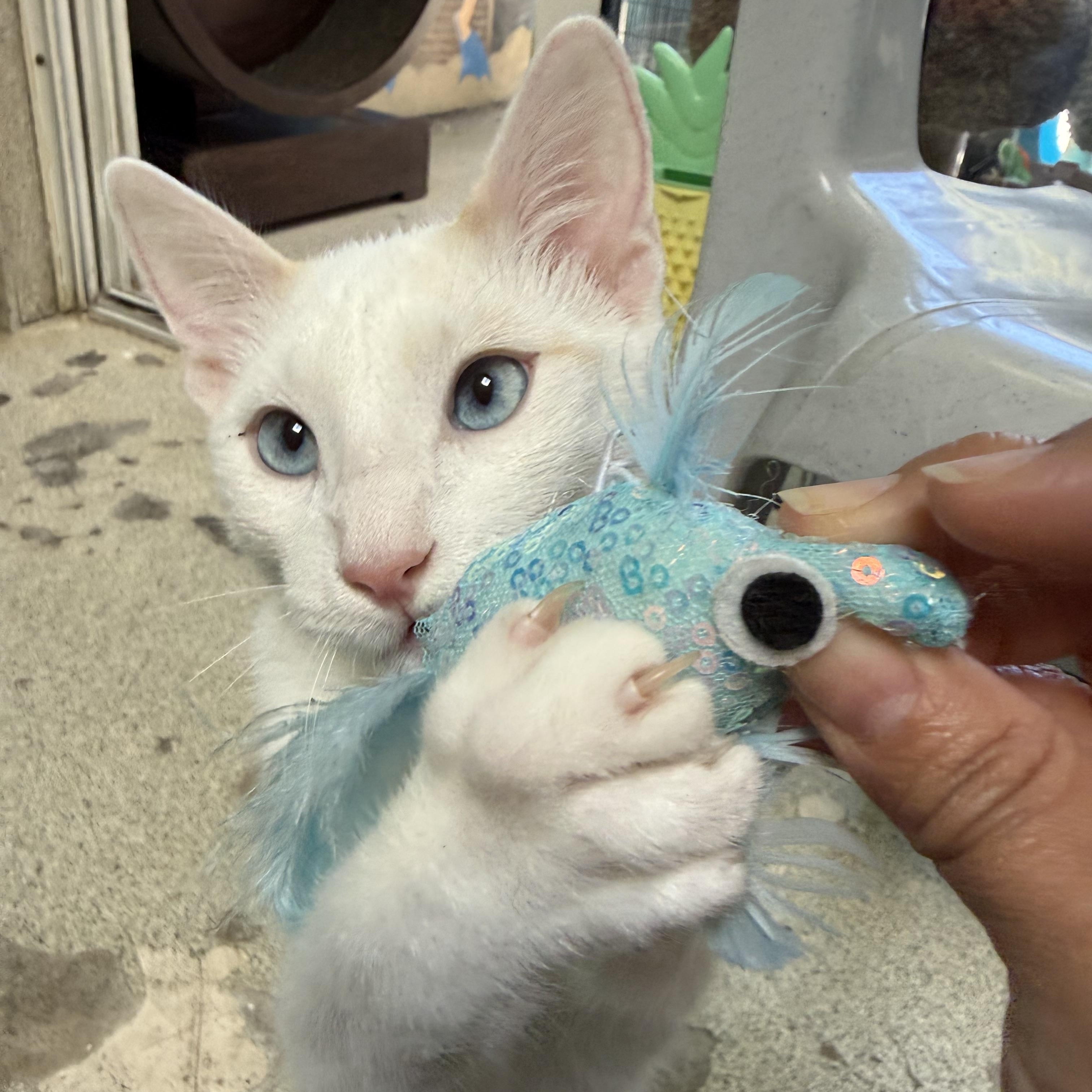 Pineapple, Adoptable, Young Male Siamese.