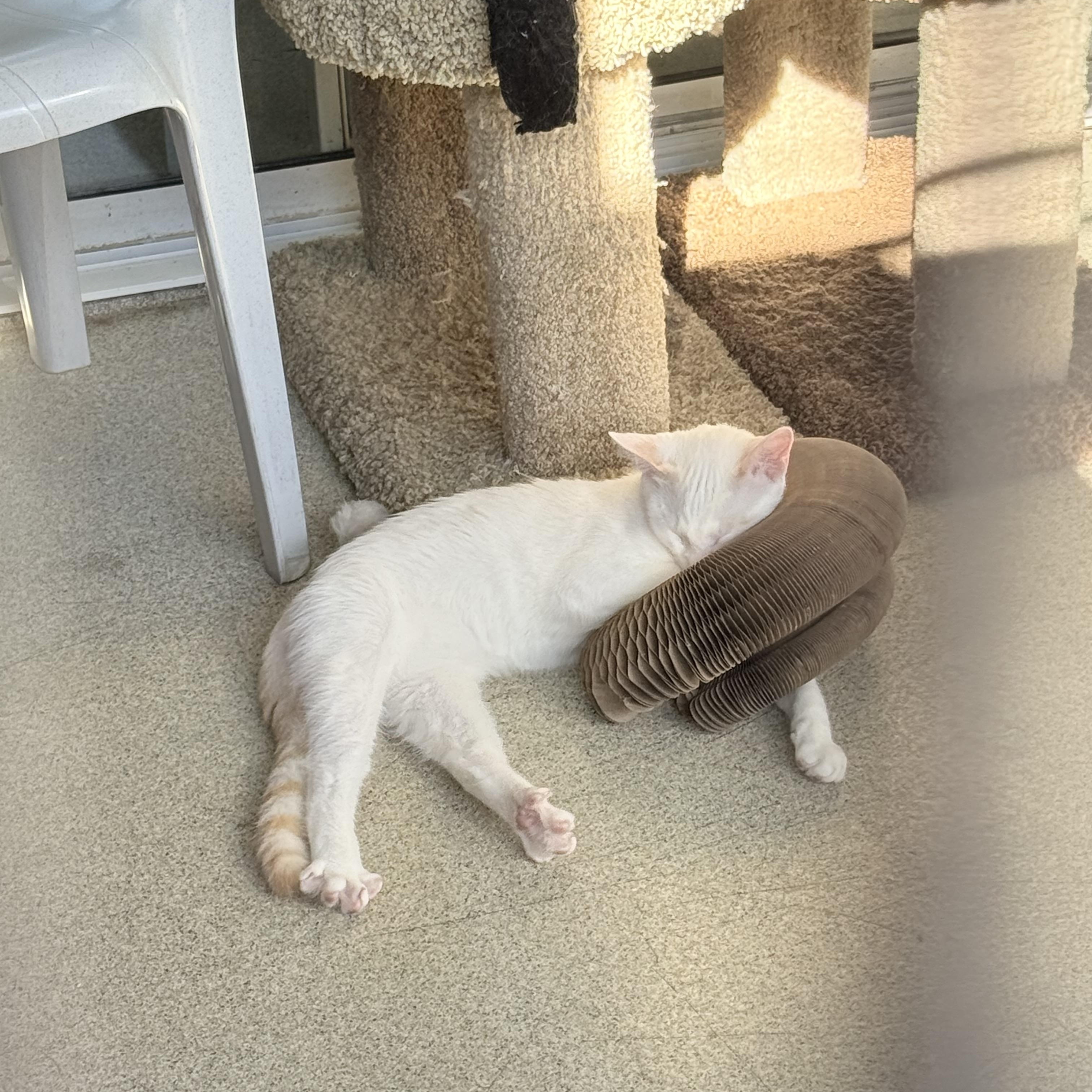 Enlarge Pineapple, a Adoptable mixed breed in Newport Beach, CA image 4/6