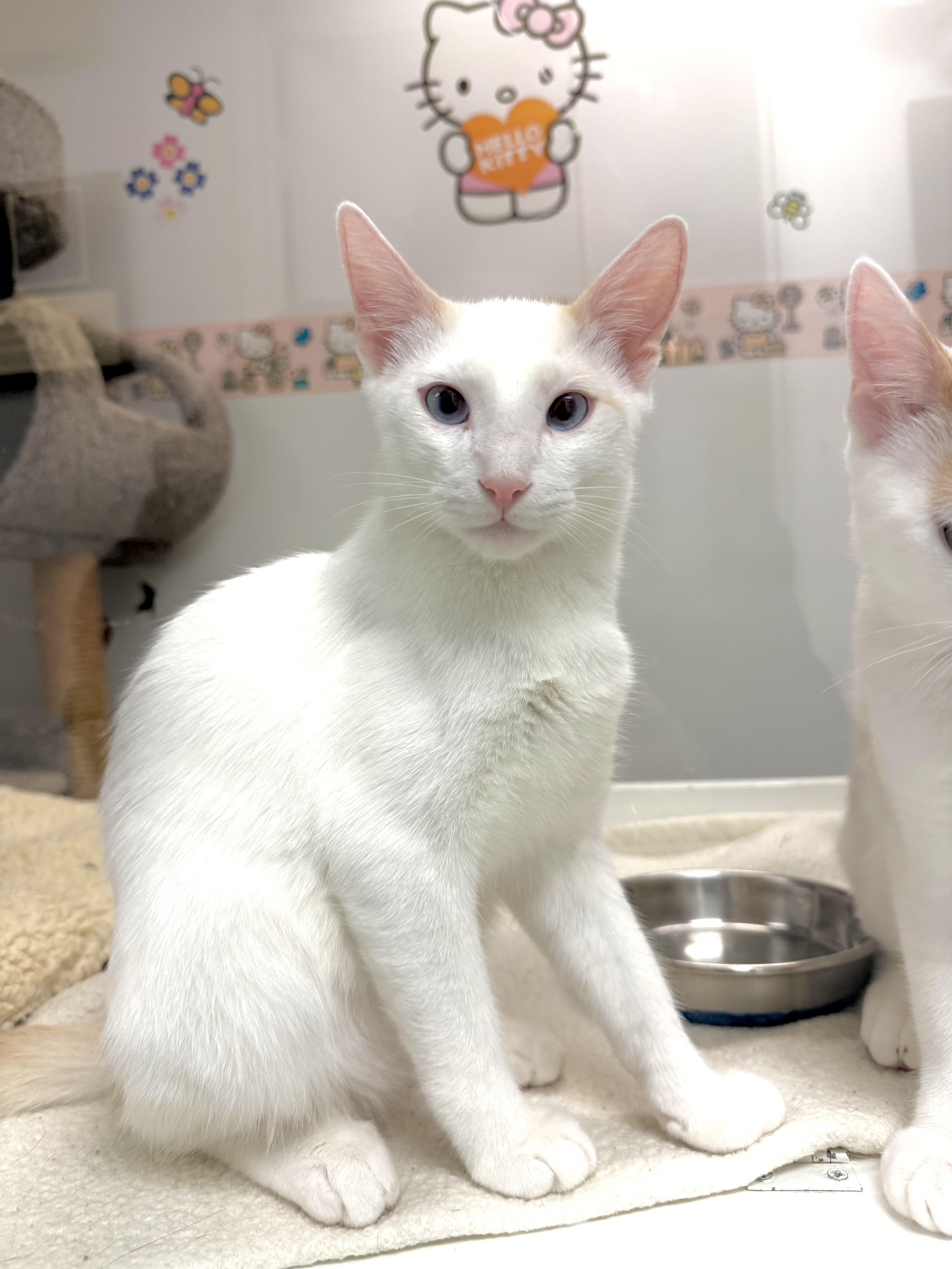 Enlarge Pineapple, a Adoptable mixed breed in Newport Beach, CA image 6/6