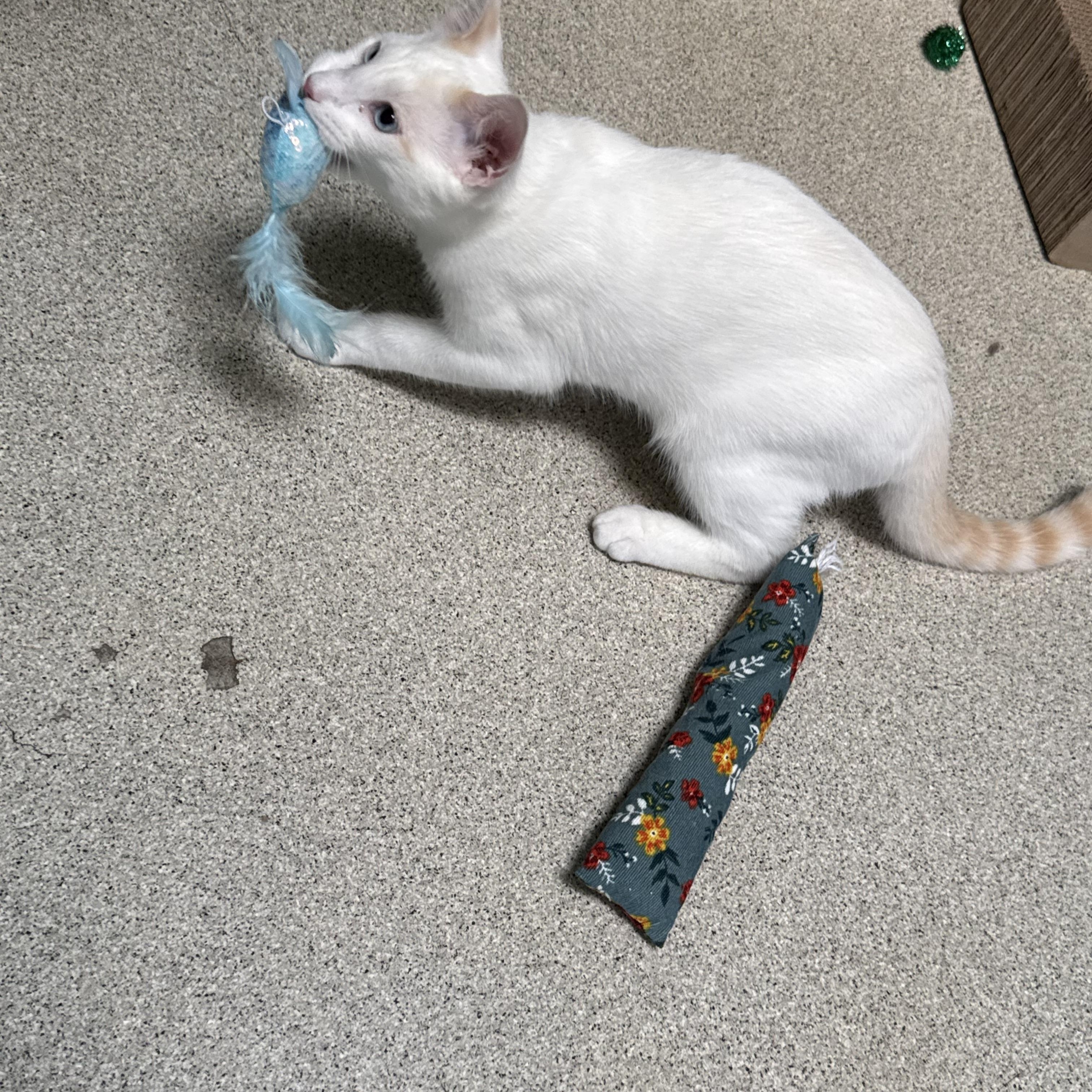 Enlarge Pineapple, a Adoptable mixed breed in Newport Beach, CA image 5/6