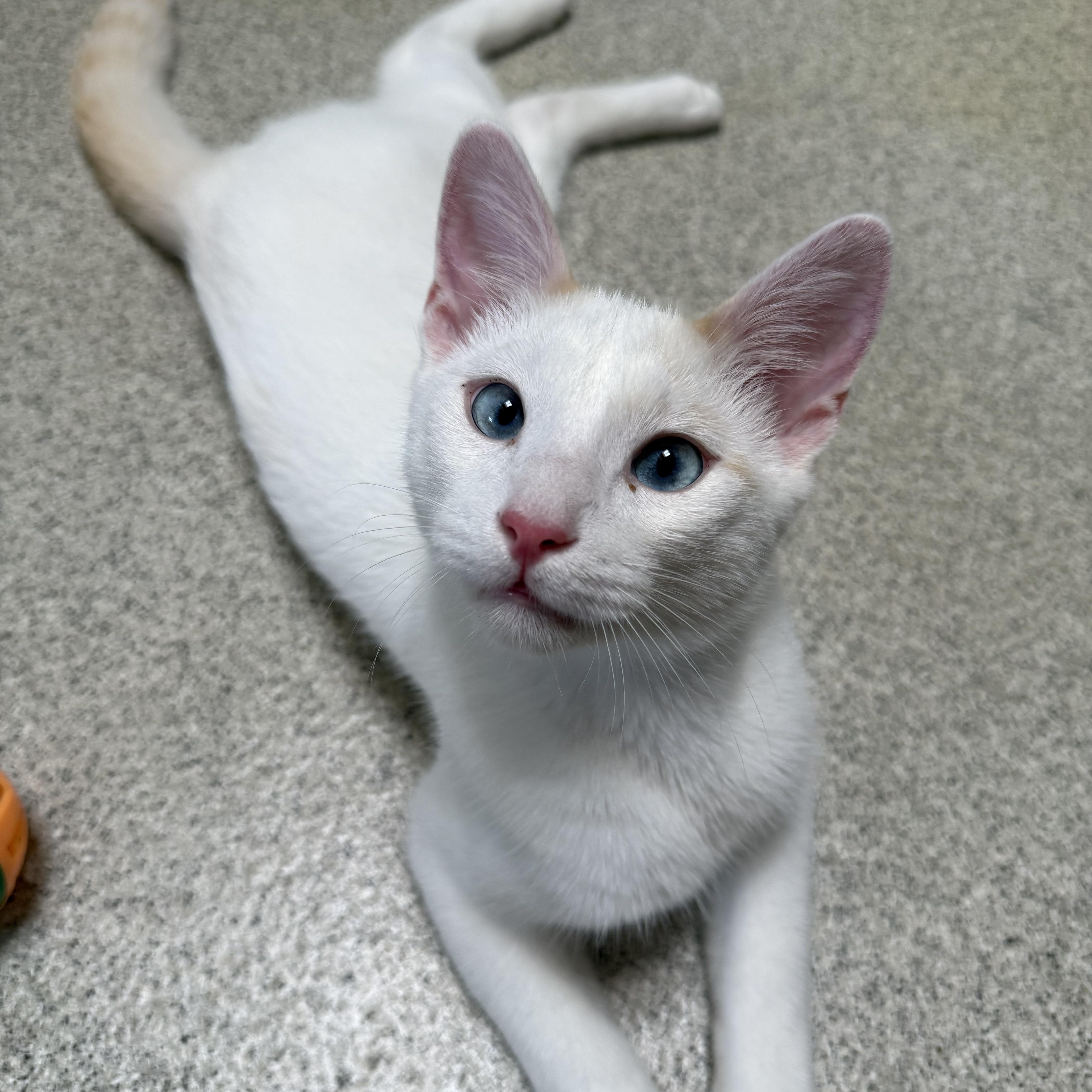 Enlarge Pineapple, a Adoptable mixed breed in Newport Beach, CA image 2/6