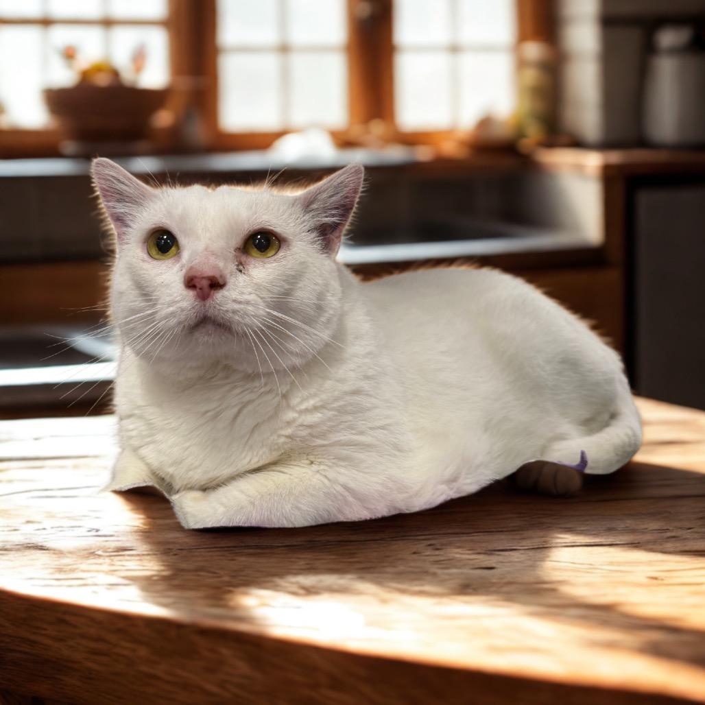 Enlarge Keanu, a Adoptable Domestic Medium Hair in Kansas City, MO image 1/2