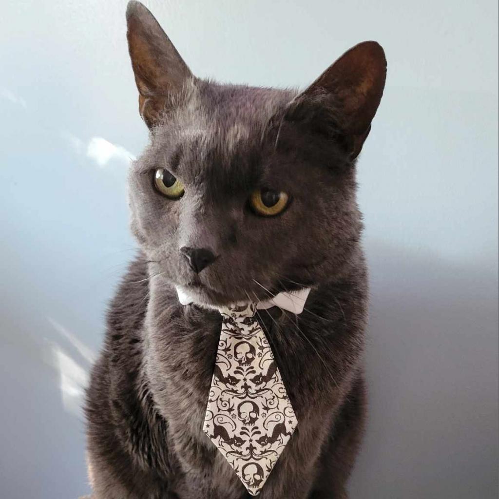 Babbles ''The Menace'' Morman, Adoptable, Senior Male Russian Blue.