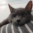 Babbles ''The Menace'' Morman, a Adoptable Russian Blue in Eagle Mountain, UT image 5/6