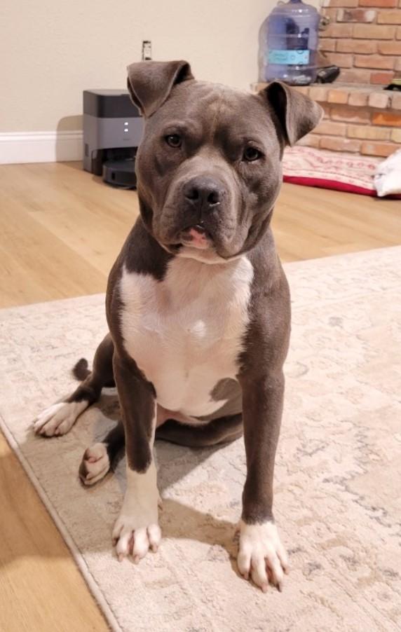 Louie, Adopted, Young Male Pit Bull Terrier.