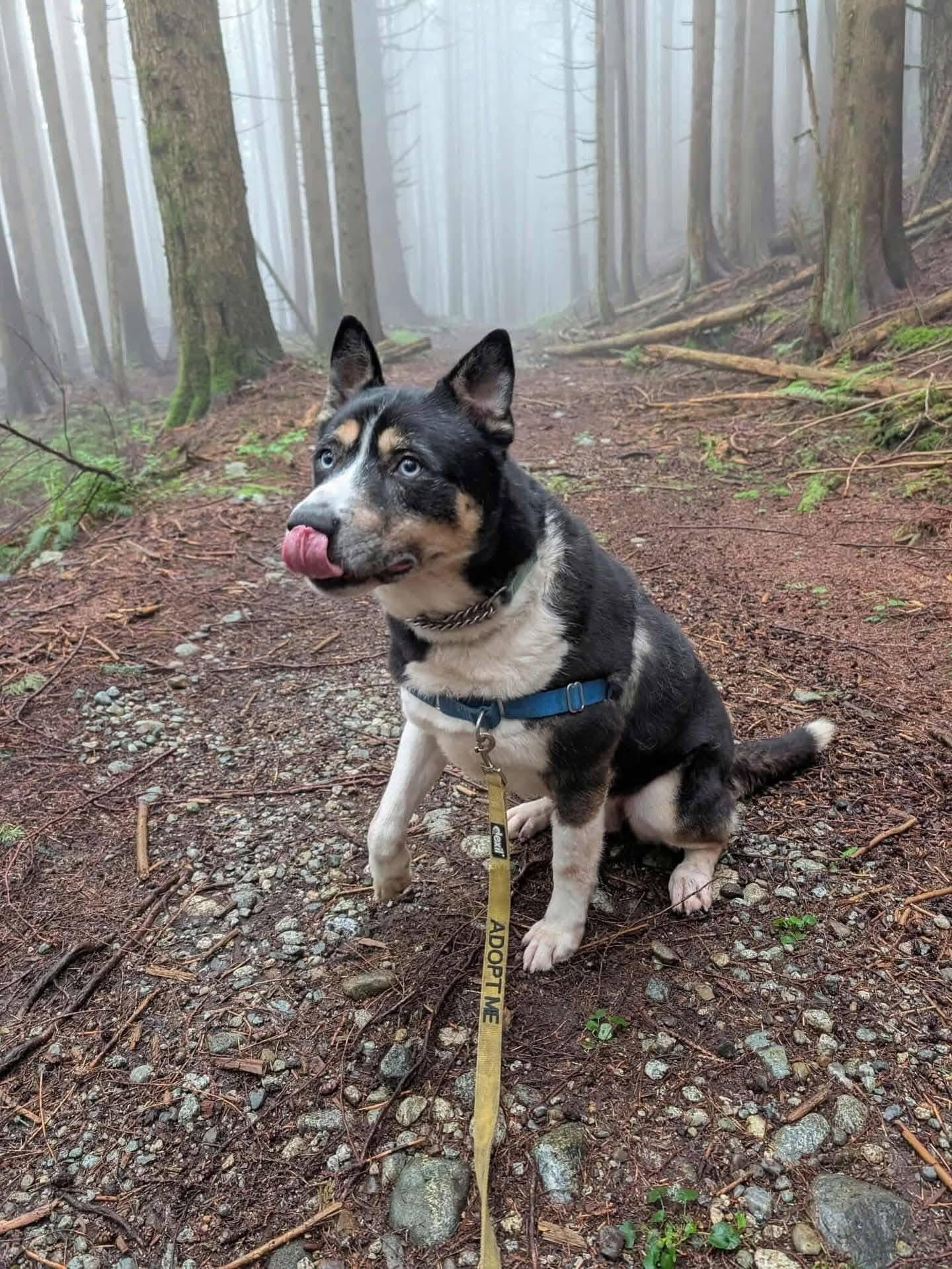 Enlarge Bagheera, a Adoptable mixed breed in Langley, BC image 6/6