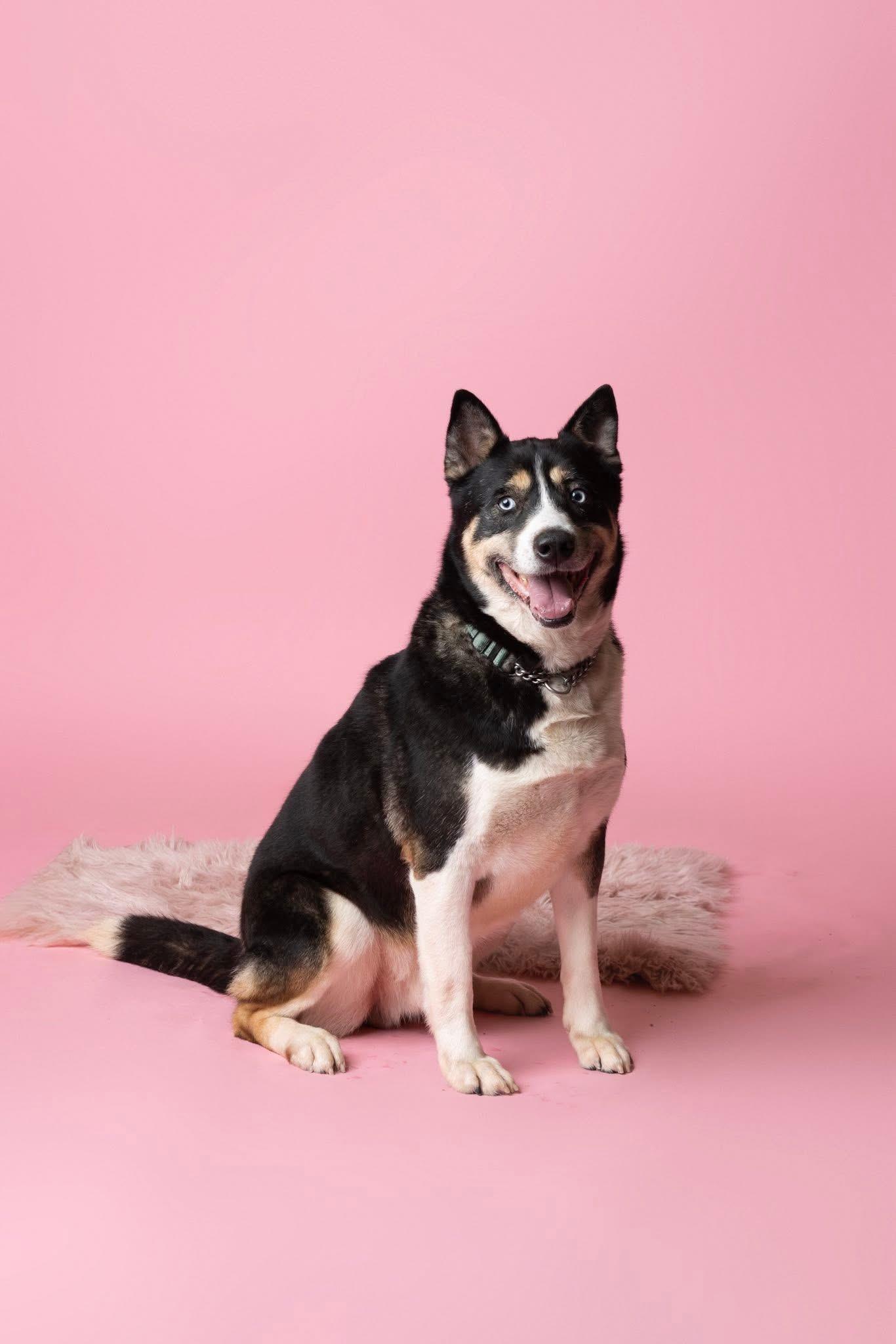 Enlarge Bagheera, a Adoptable mixed breed in Langley, BC image 2/6