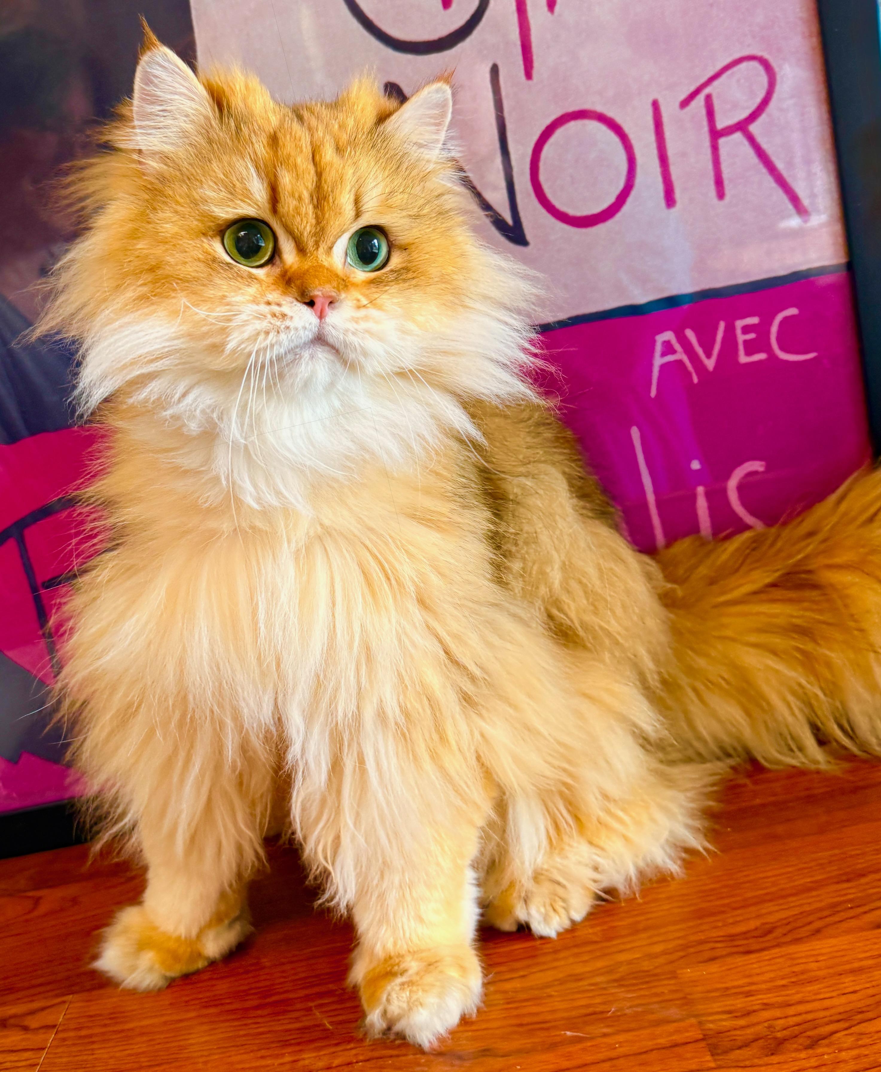 Honey Bear, a ADOPTABLE British Longhair in Davis, CA image 2/3