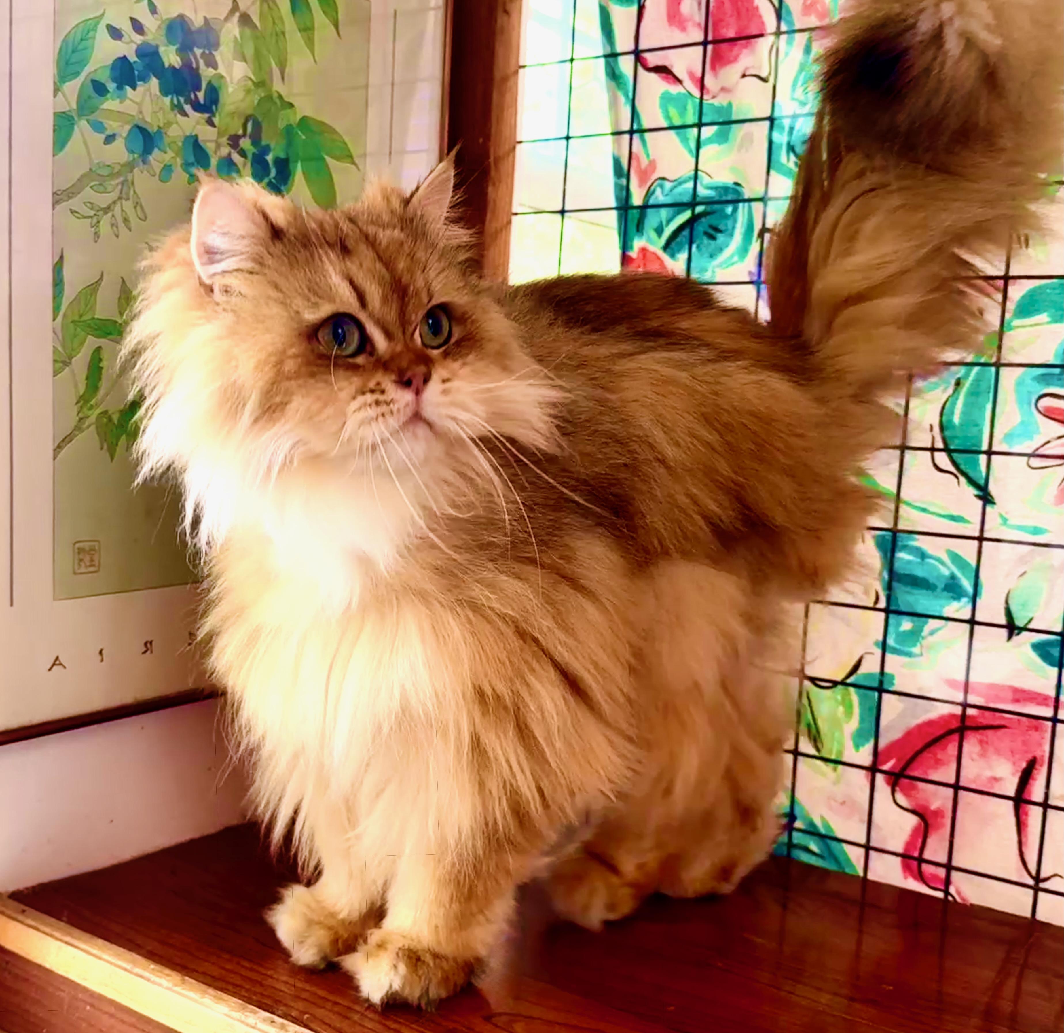 Honey Bear, a ADOPTABLE British Longhair in Davis, CA image 3/3