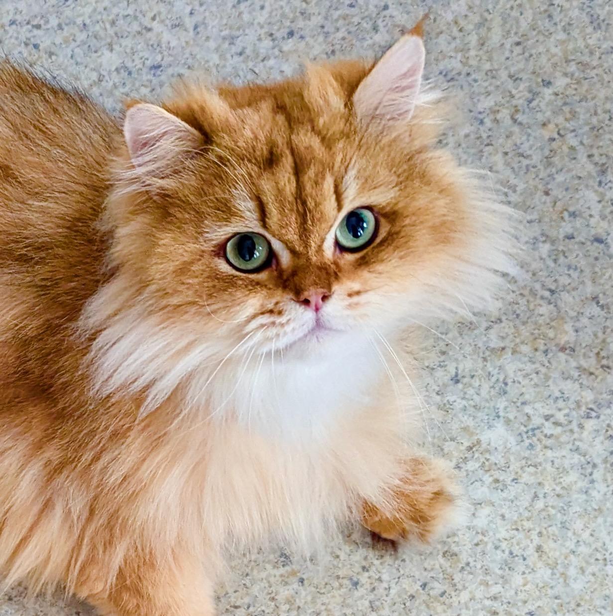 Honey Bear, ADOPTABLE, Young Male British Longhair.