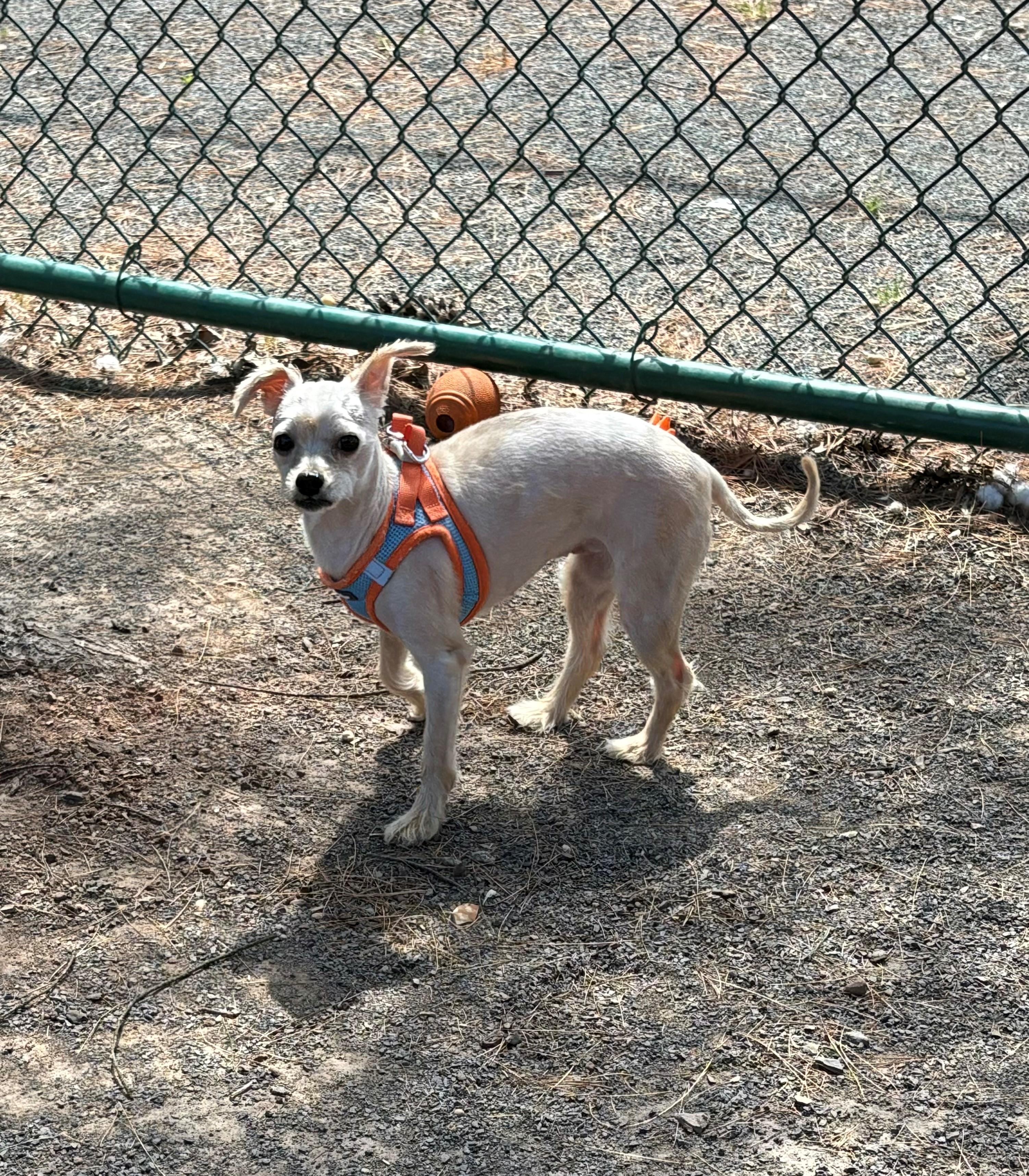 Enlarge Mabel, an adopted mixed breed in Edison, NJ image 1/1
